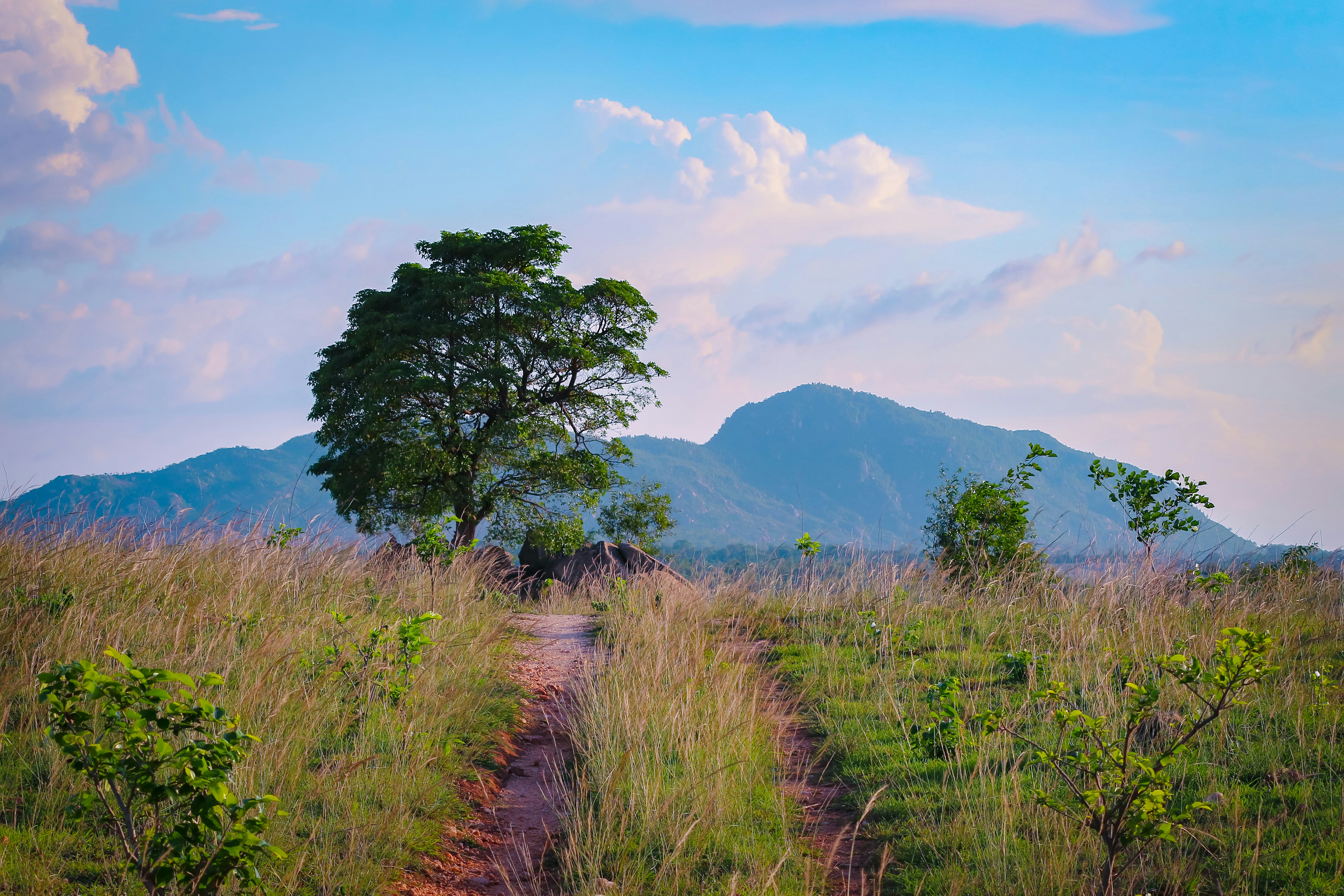 Photo by itsbiswanath