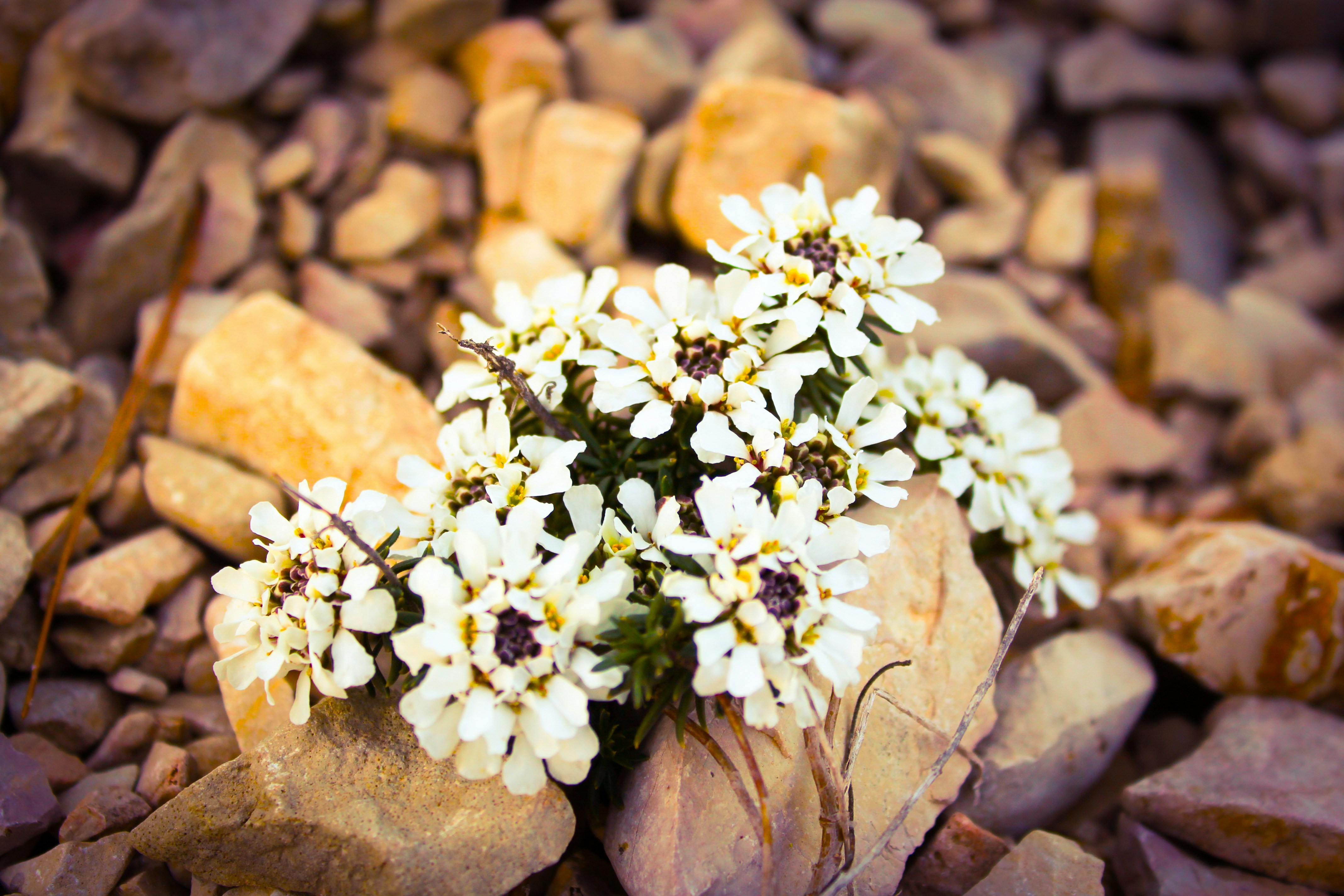 岩の間に小さな白い花が咲く。