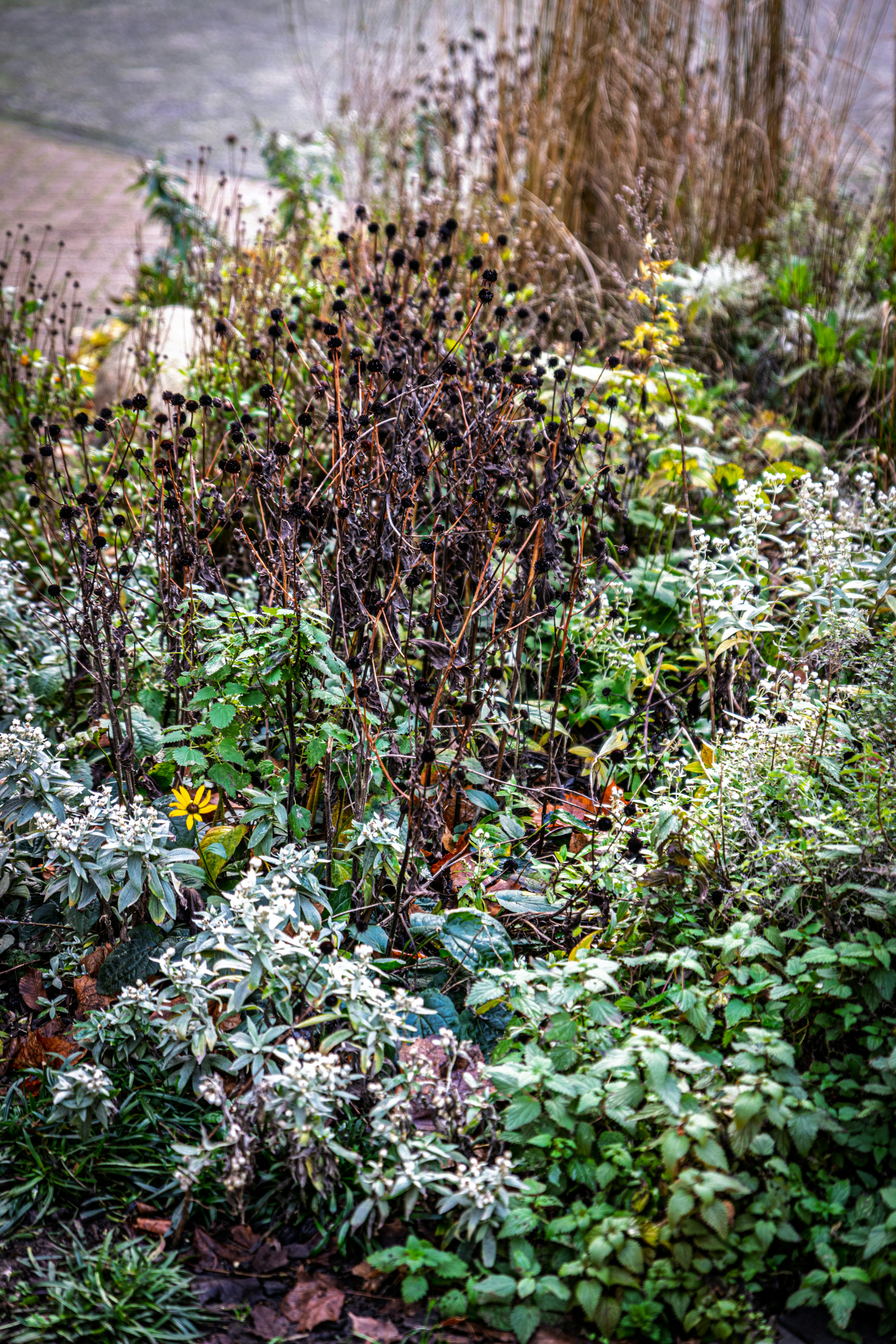 Before and after of a sustainable garden transformation.