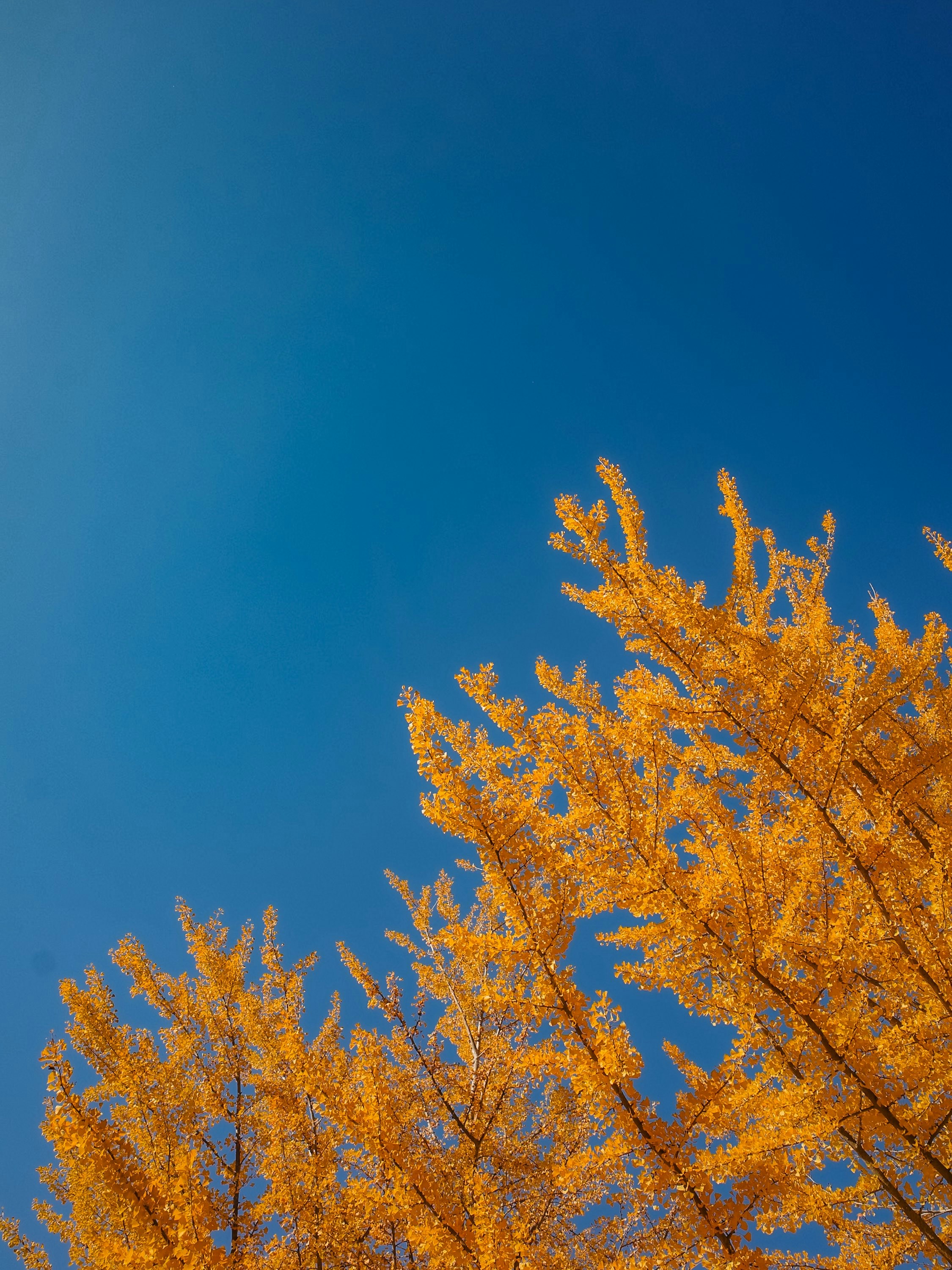 Golden autumn leaves against a clear blue sky