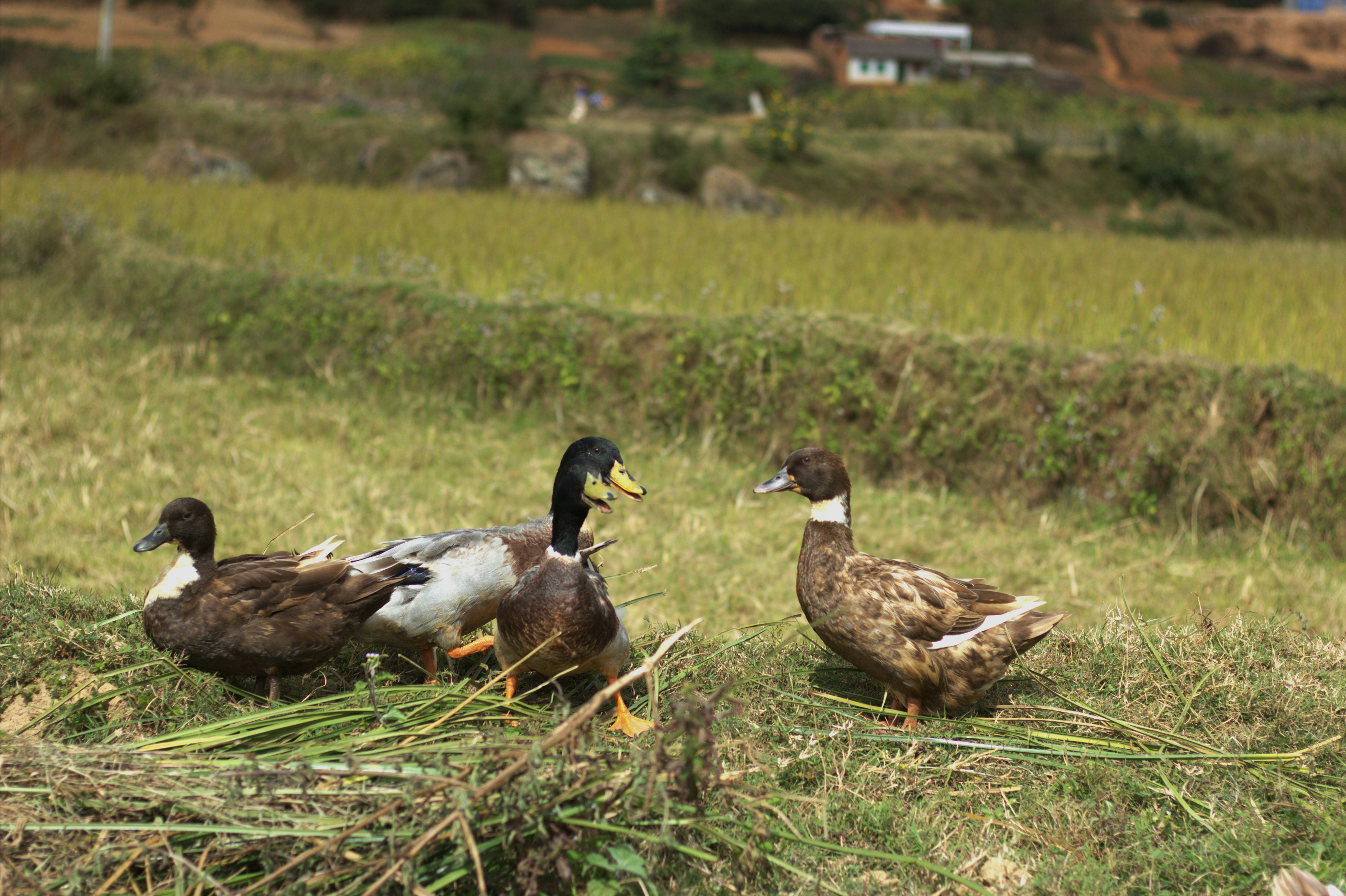 Drei Enten, die auf einer Wiese stehen.