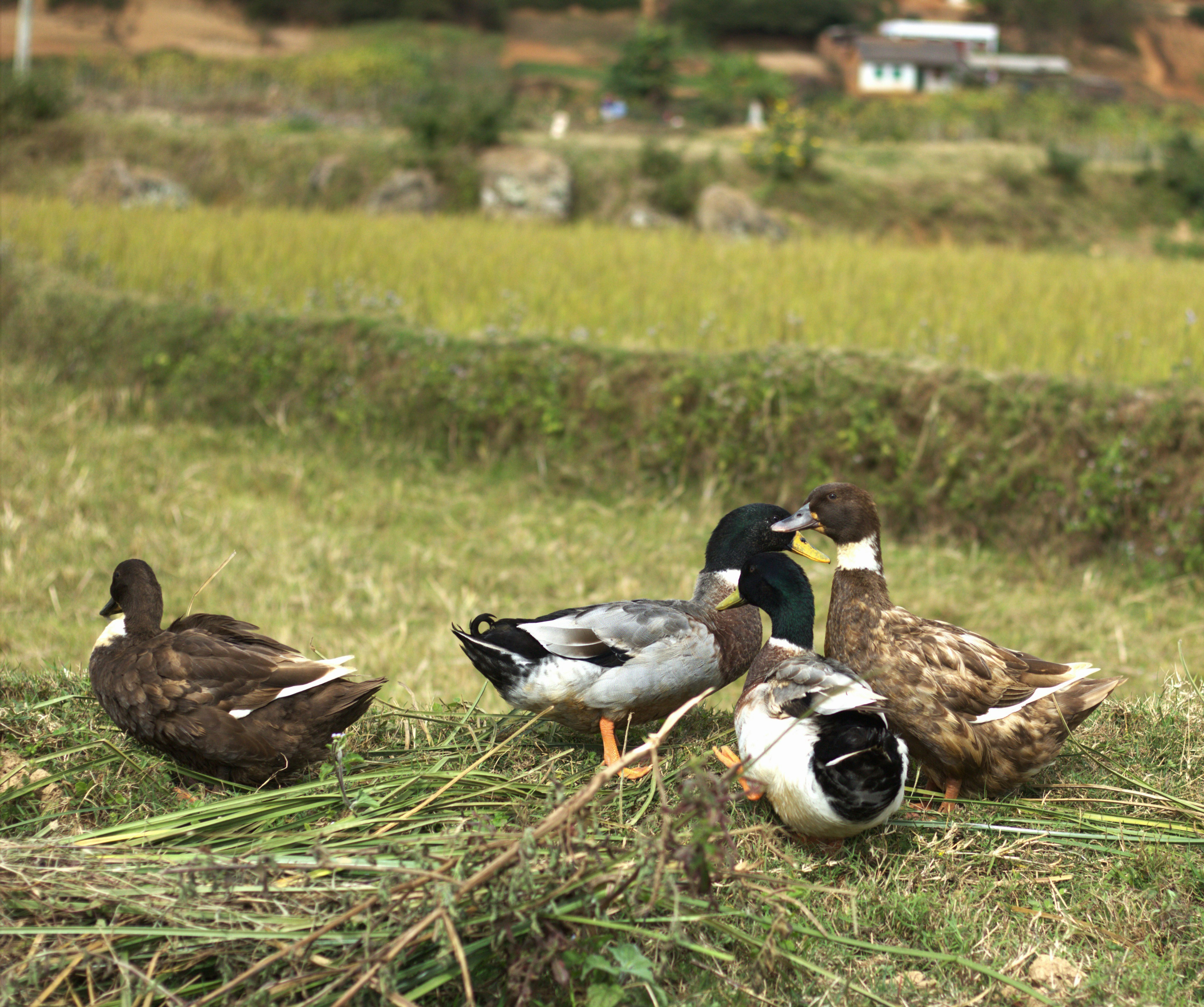 Enten versammelten sich auf einem grasbewachsenen Feld in der Nähe von Reisfeldern.
