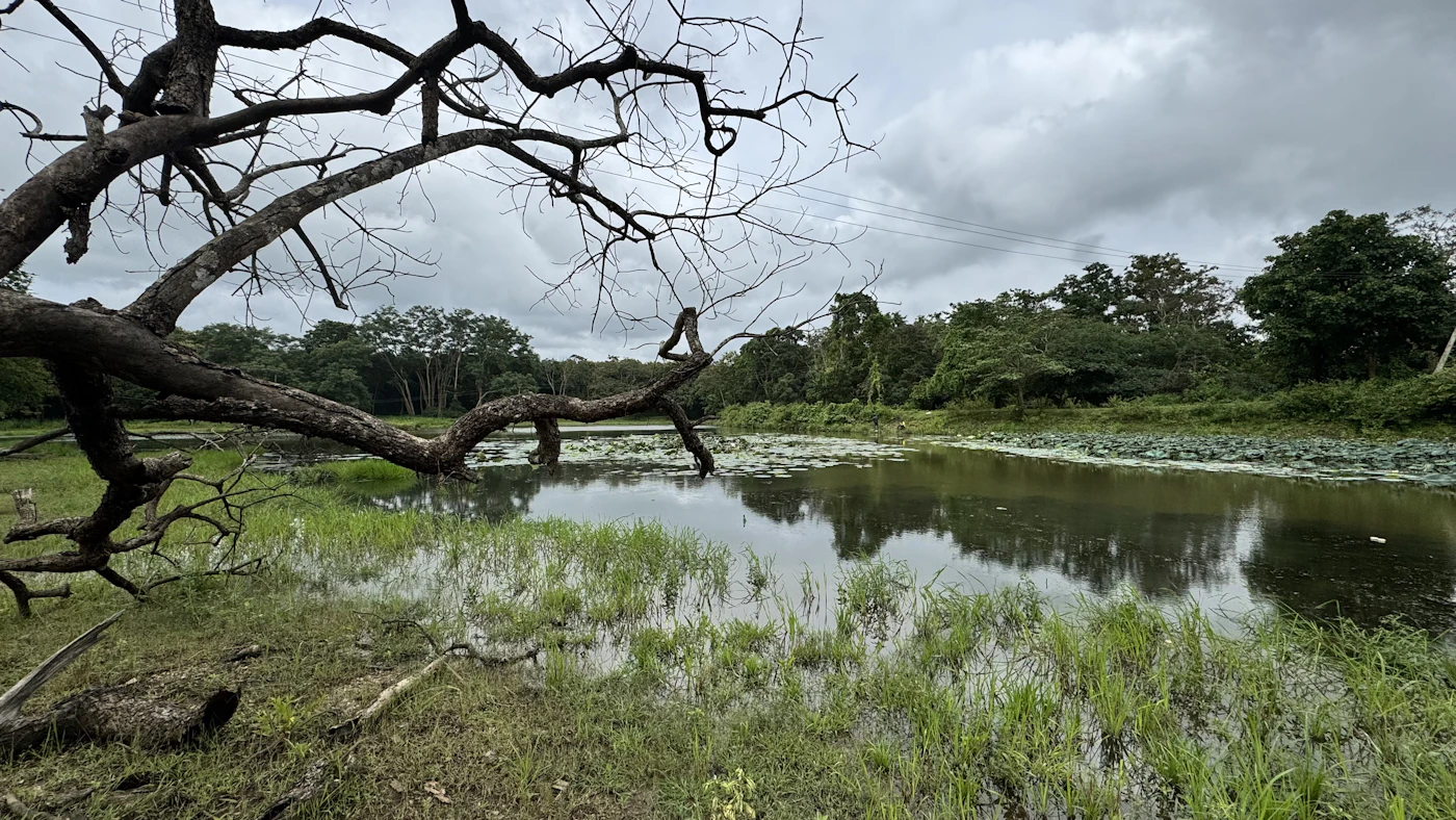 Dandeli