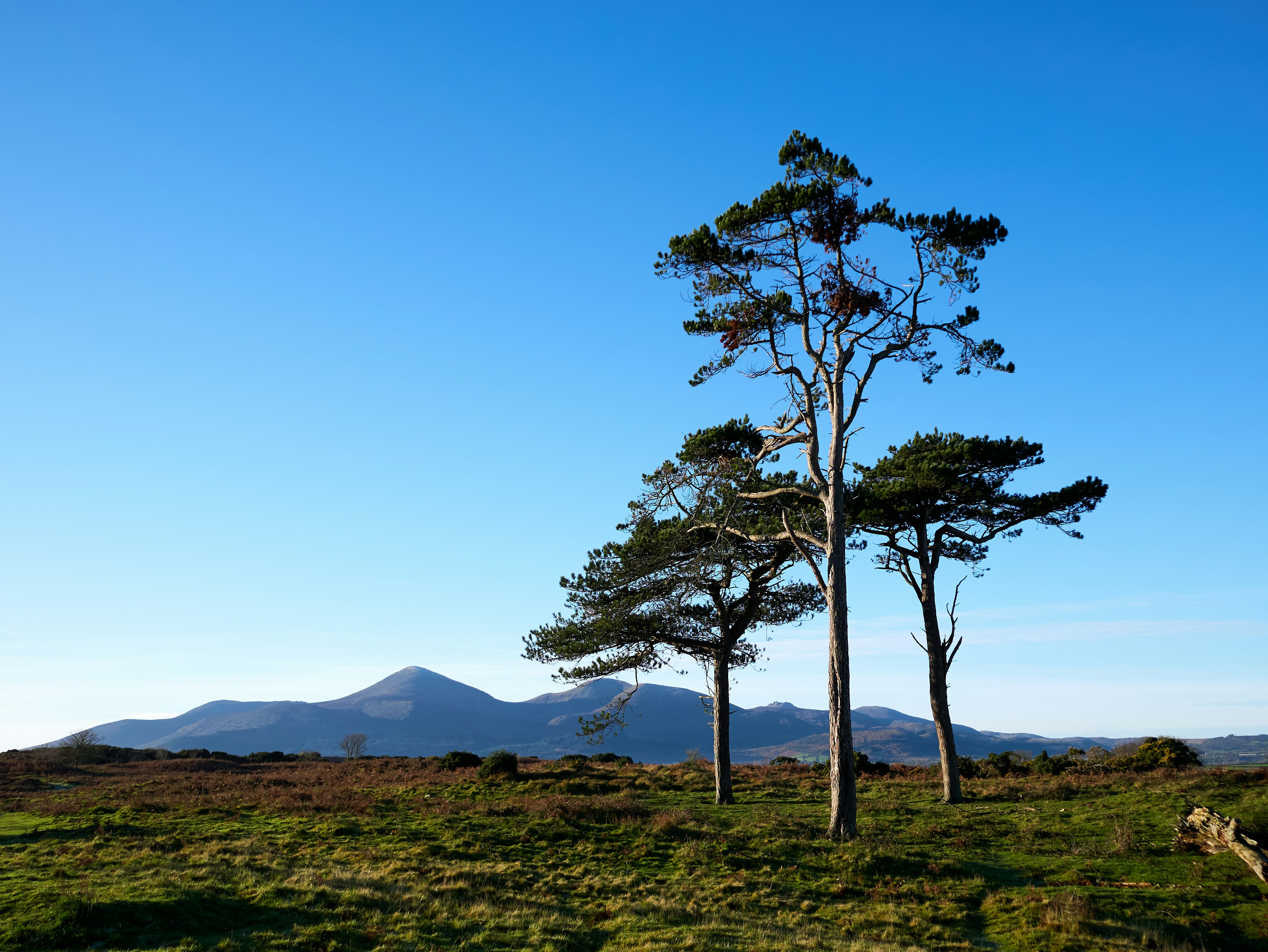 Three pine trees stand against a clear blue sky.