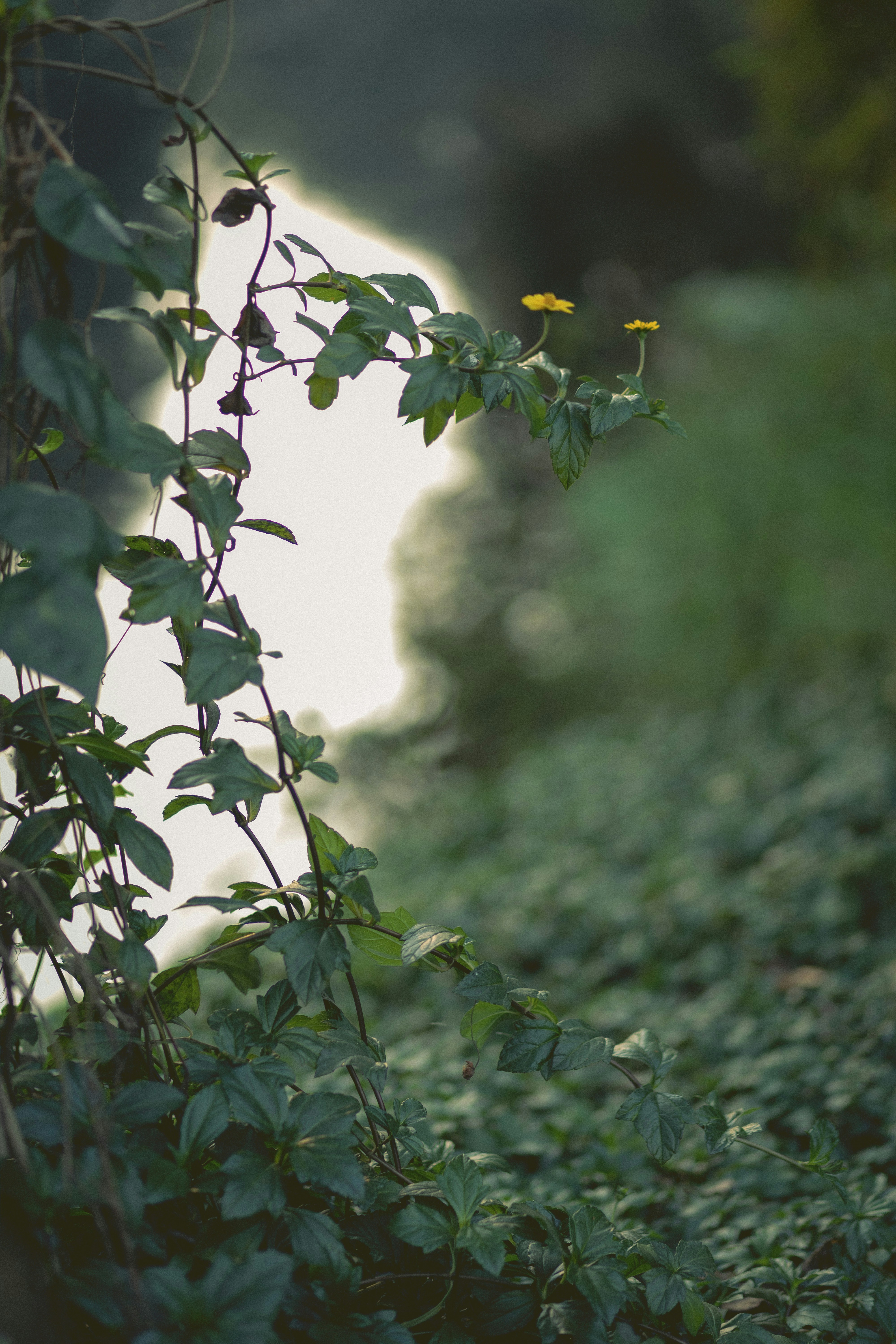 Photo by sujana_rahman