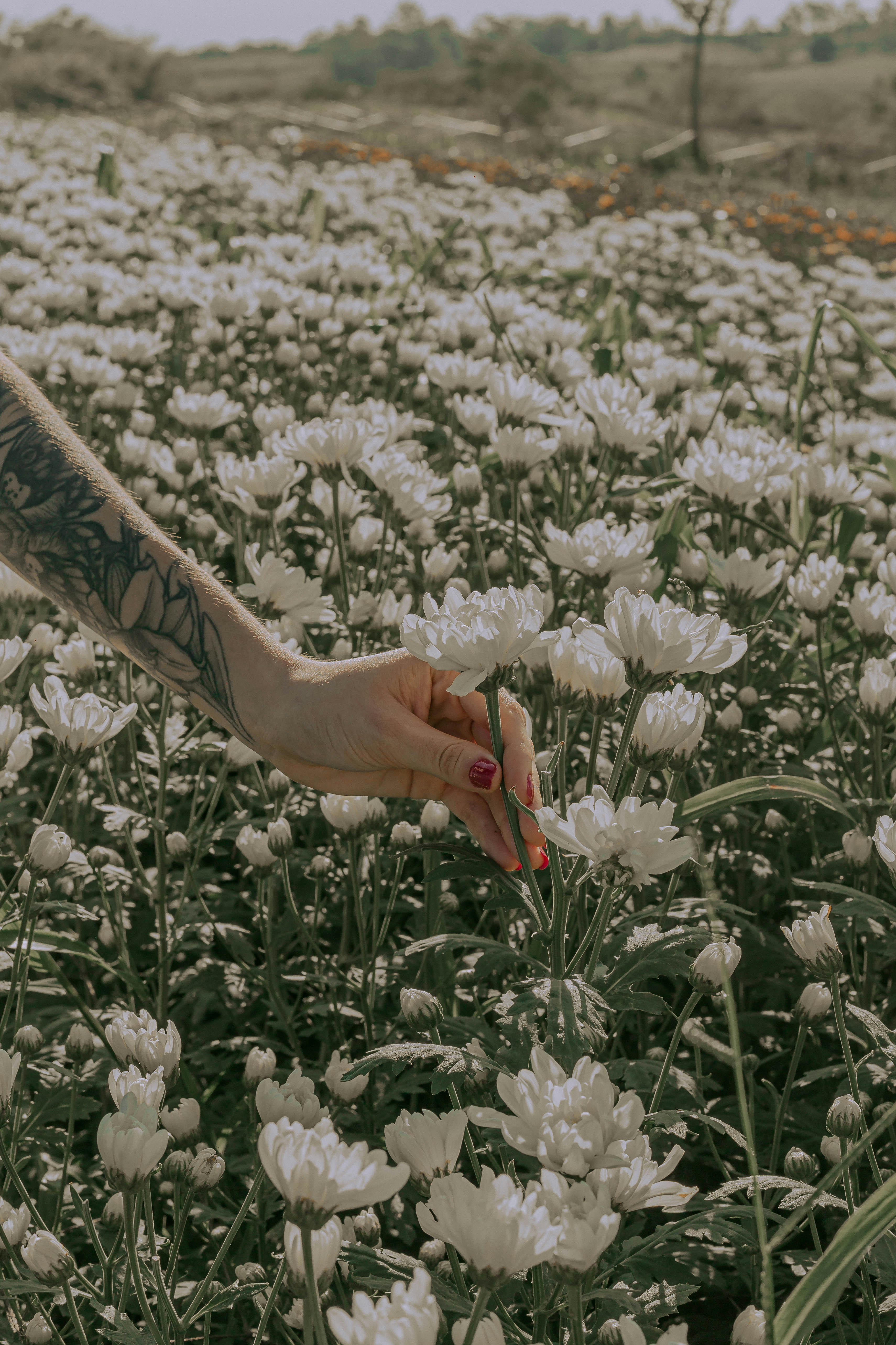 Hand with tattoo touching white flowers in a field