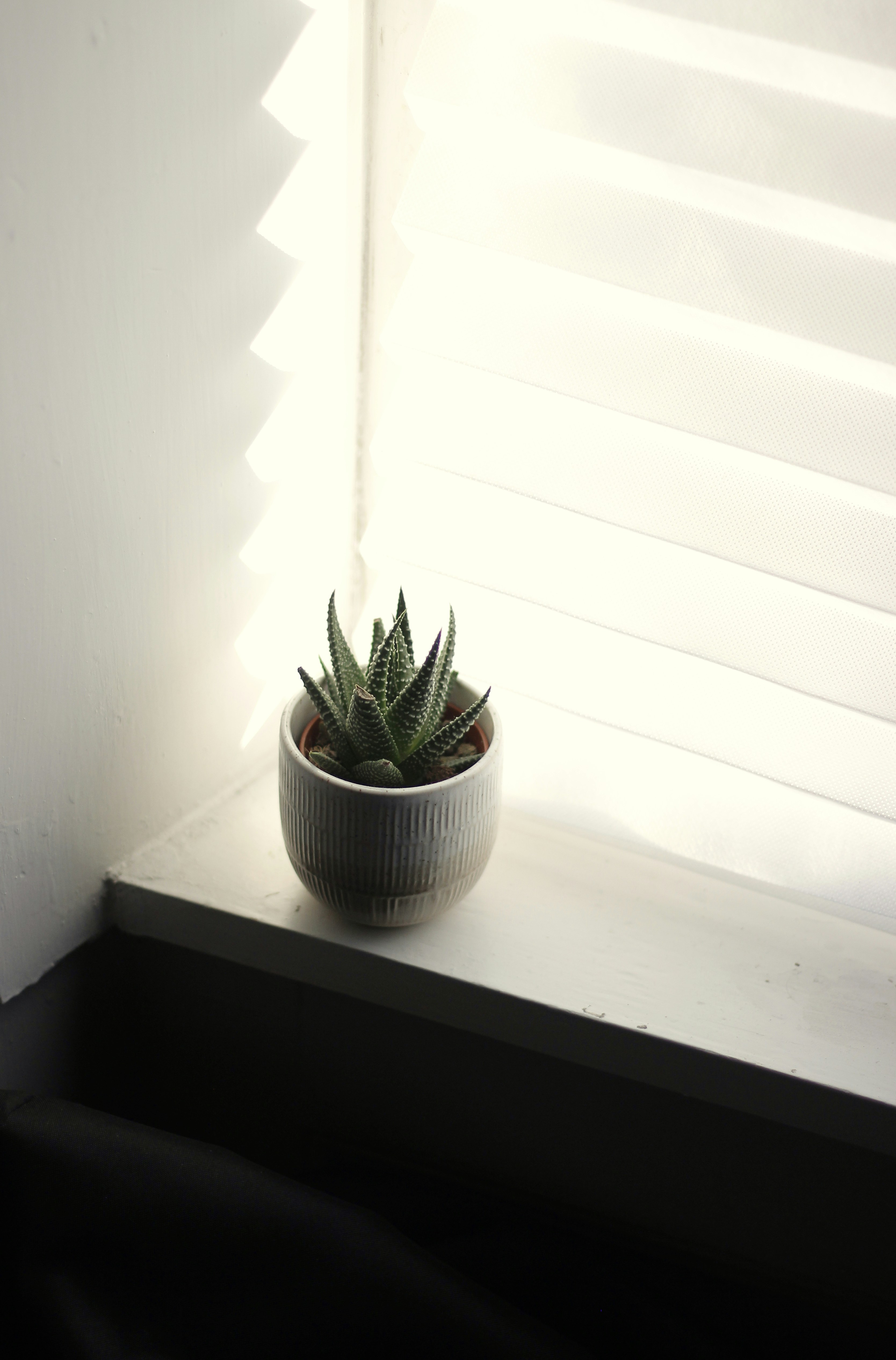 Succulent plant in a pot on a windowsill.