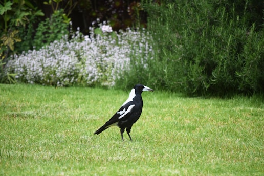 A black and white rook stands on a green lawn.