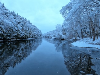Snow-covered trees line a calm river under a pale sky.