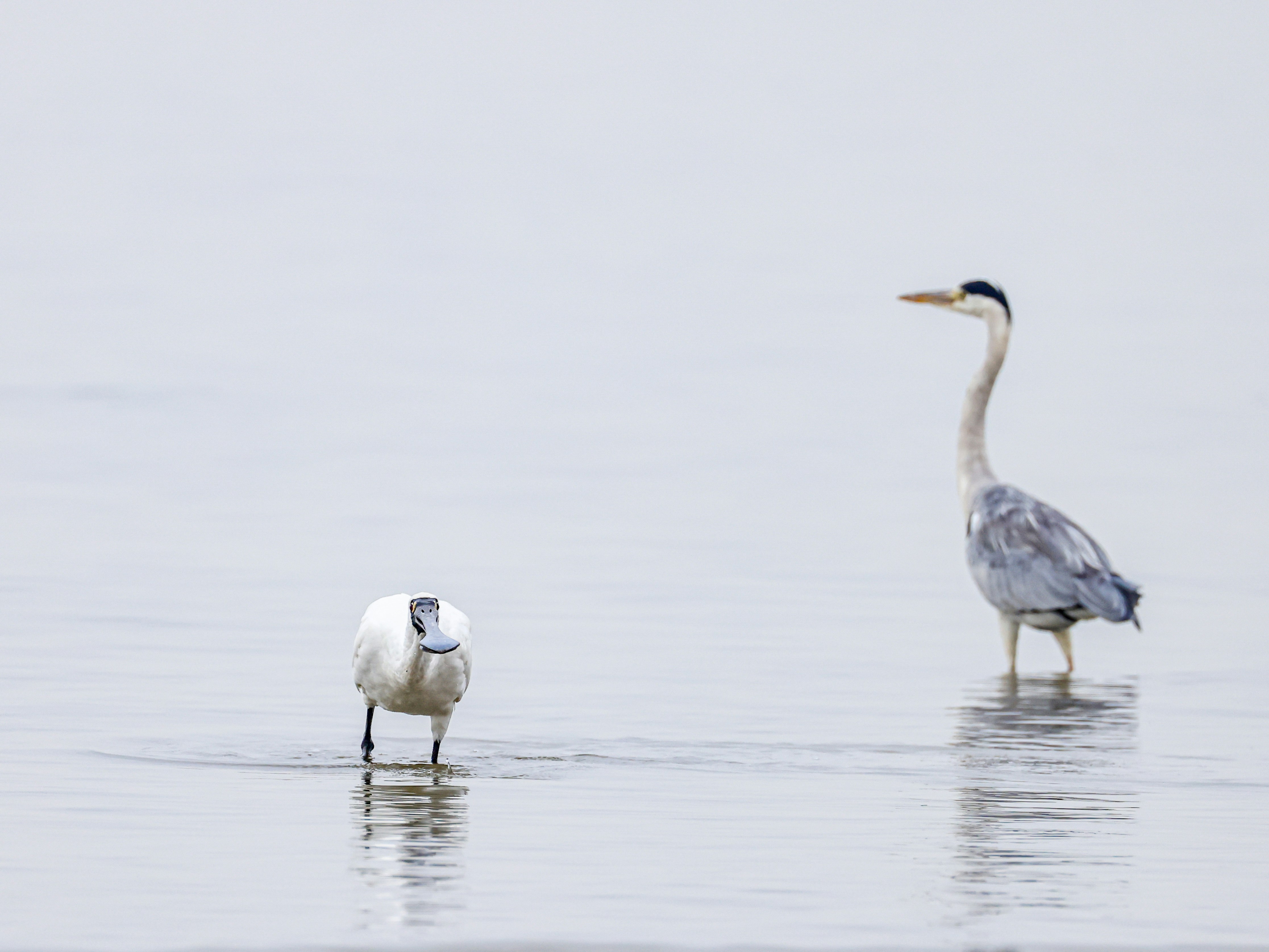 Photo by dickenslin76