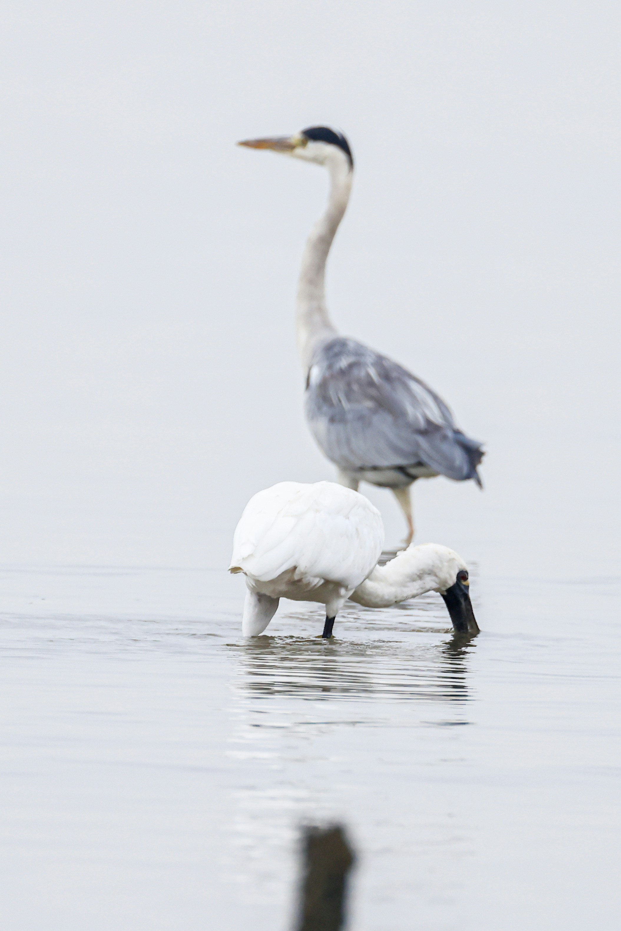 Photo by dickenslin76