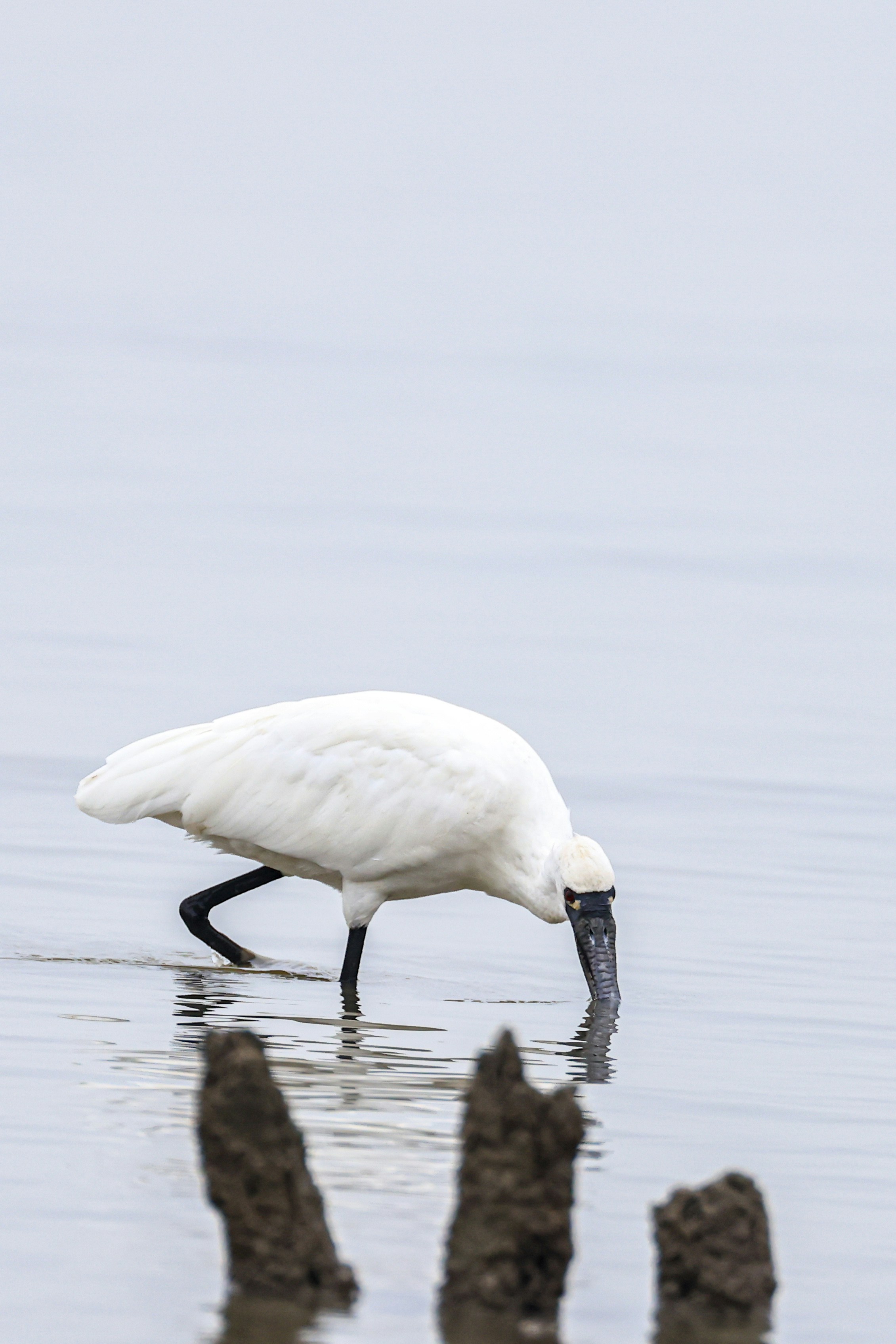 Photo by dickenslin76