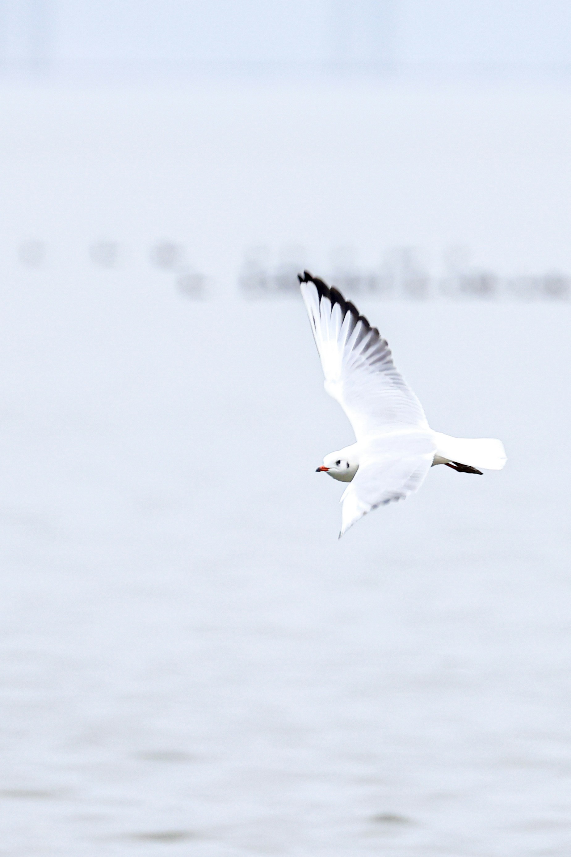 Photo by dickenslin76