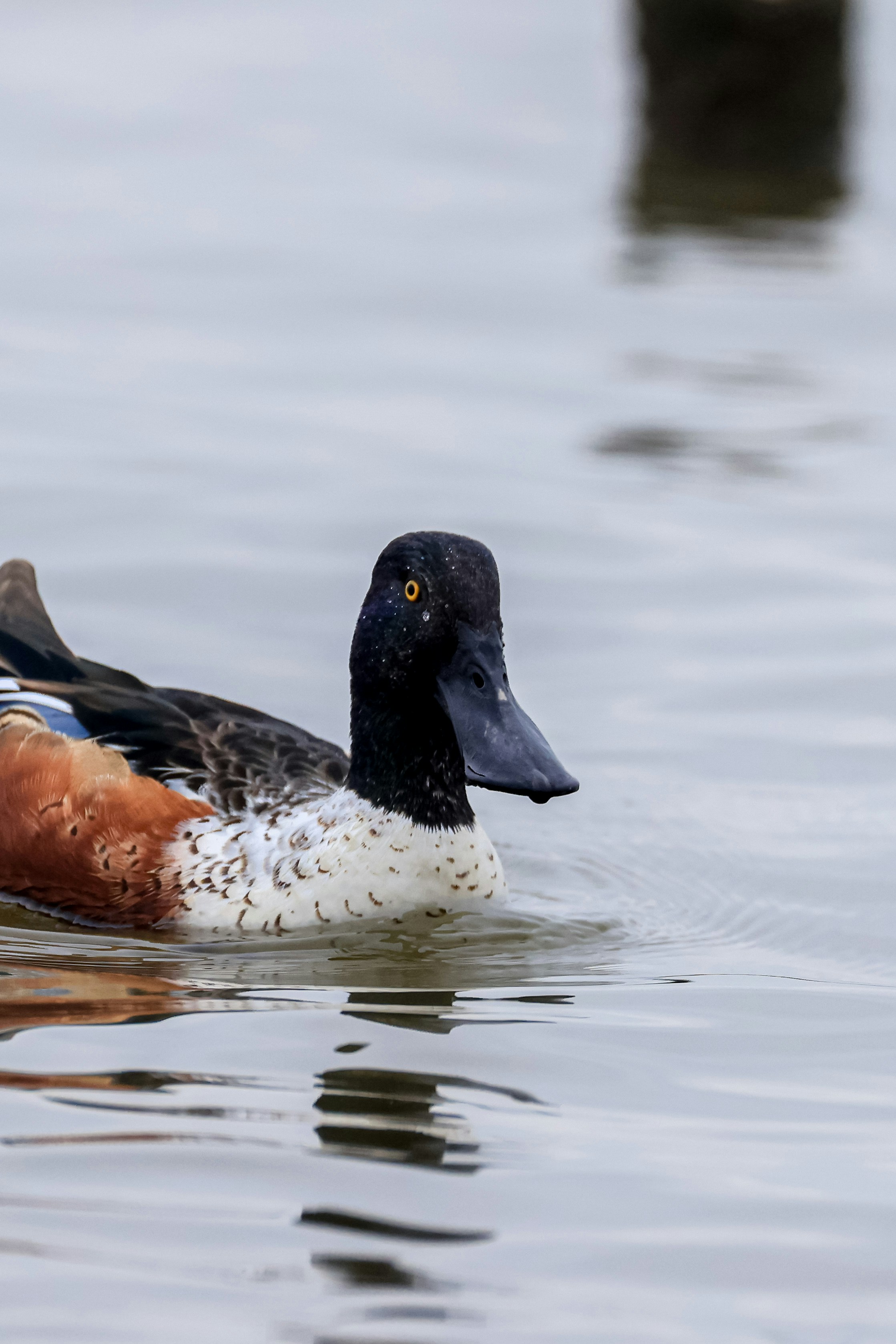 Photo by dickenslin76