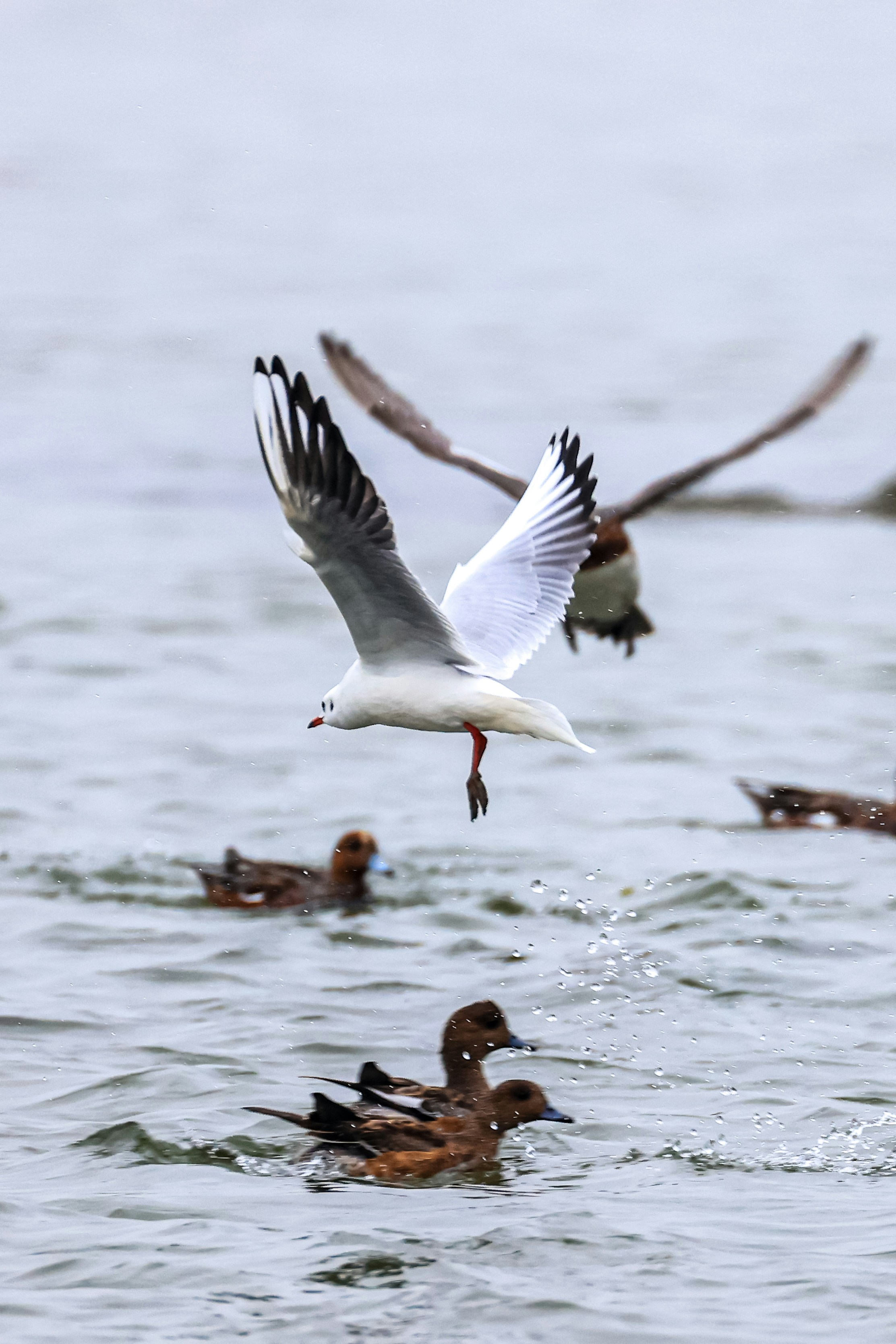 Photo by dickenslin76