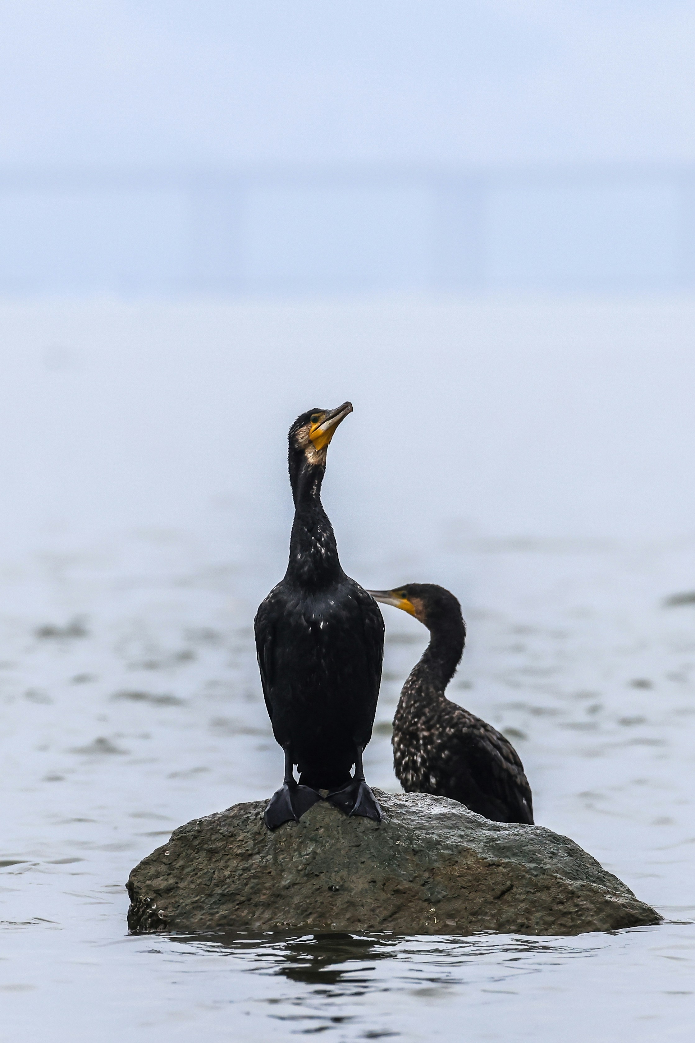 Photo by dickenslin76