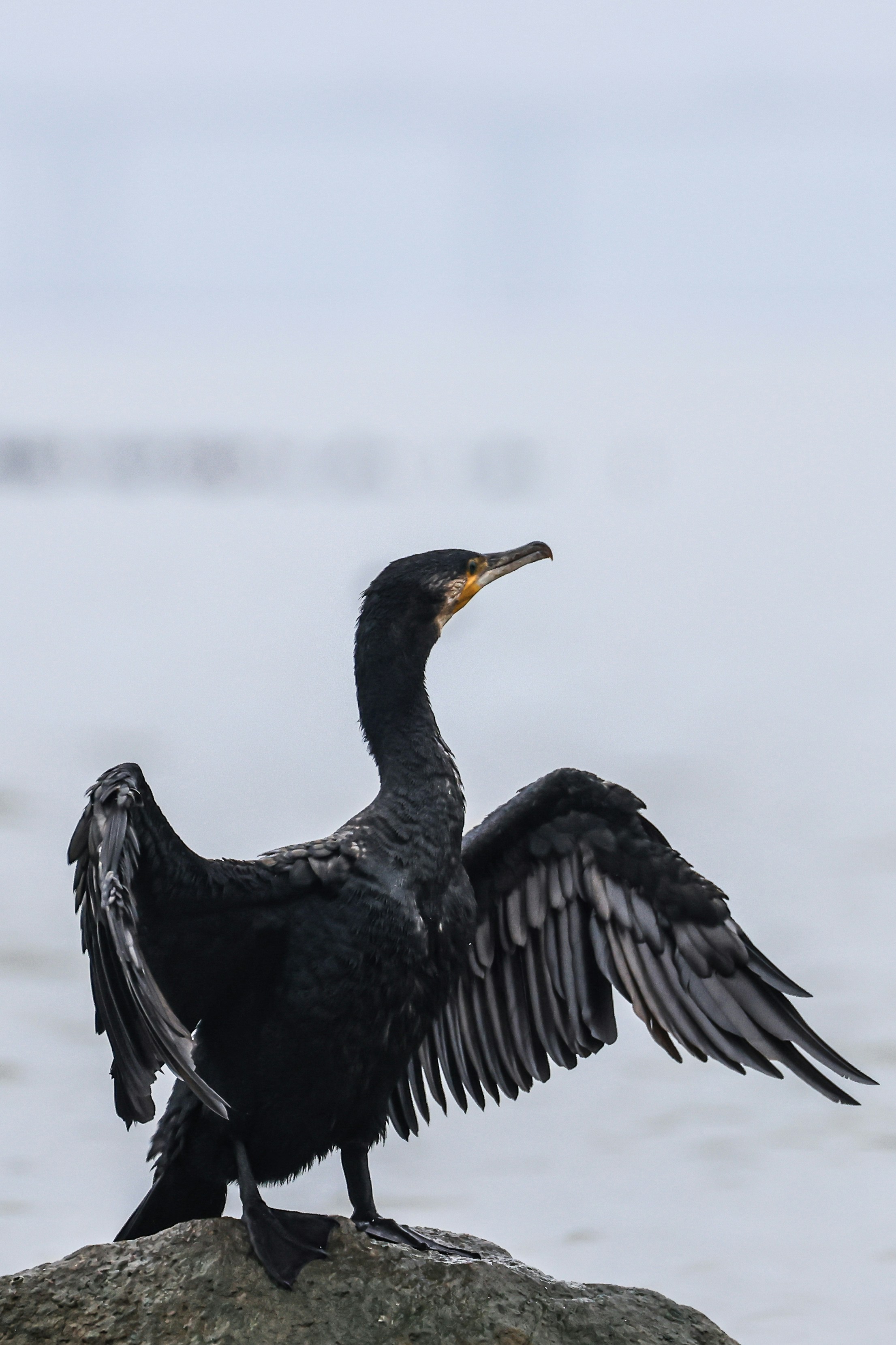 A black cormorant bird with wings spread on a rock.