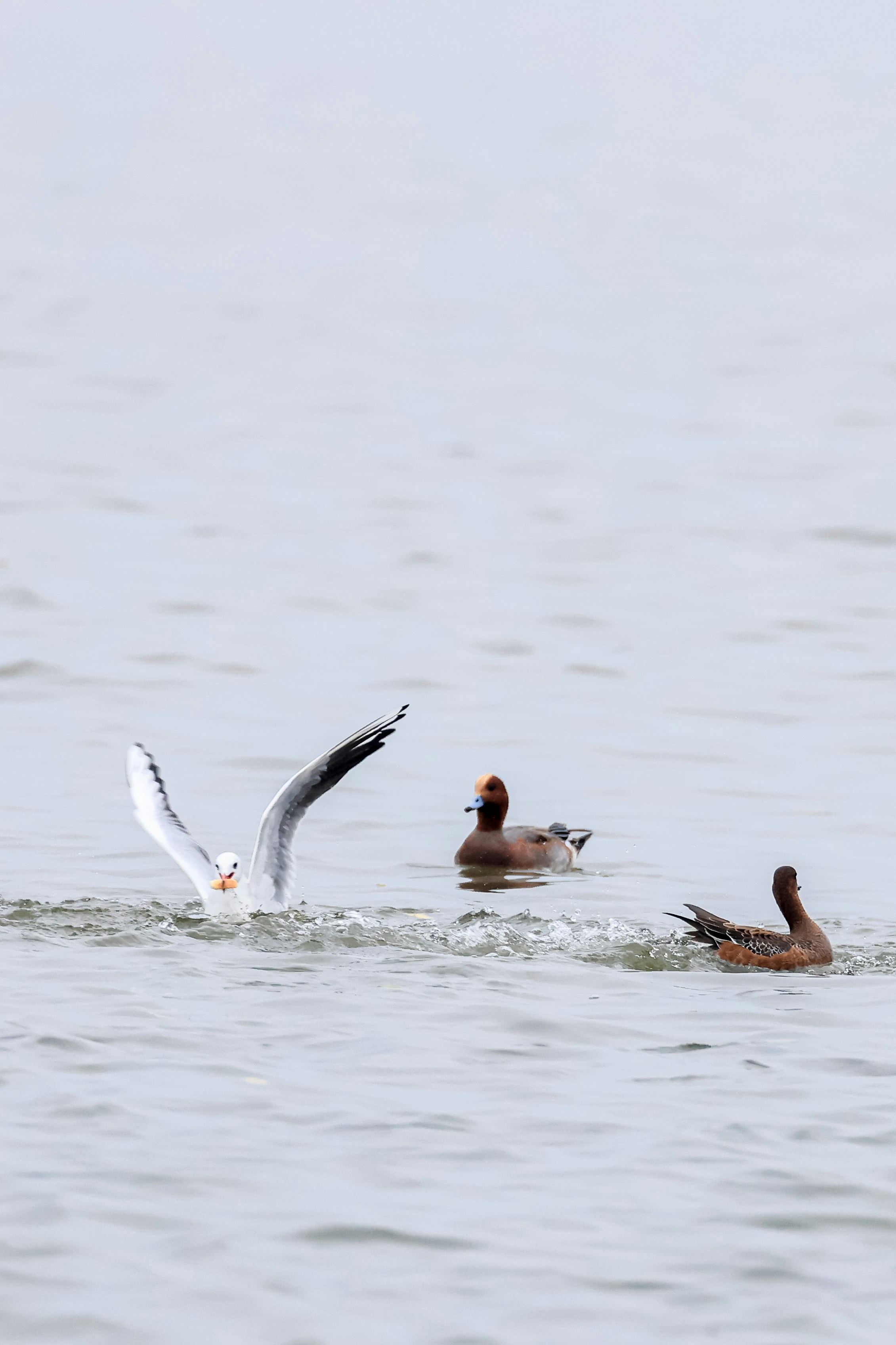 Seagull and ducks swimming in calm water