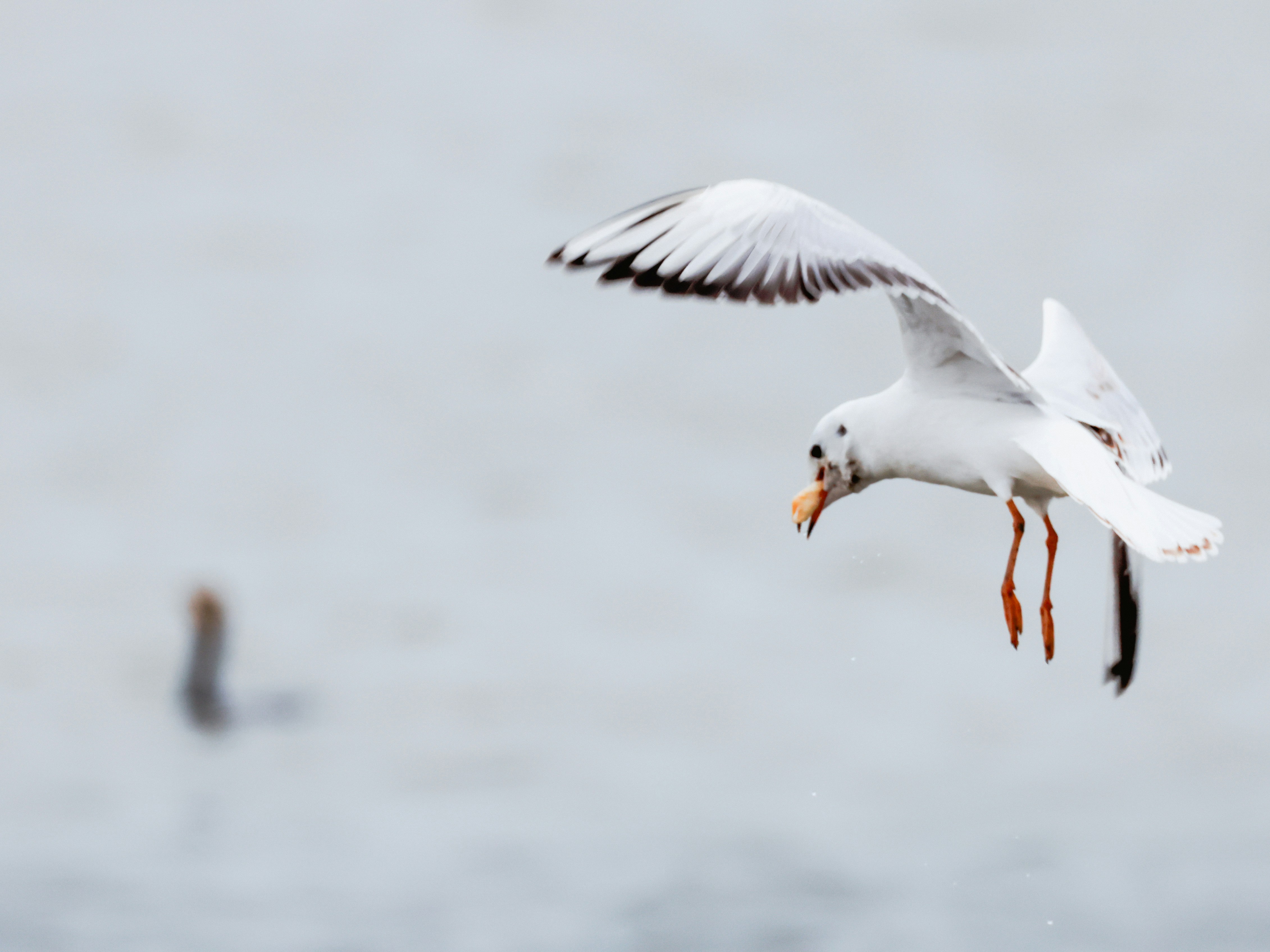 Photo by dickenslin76