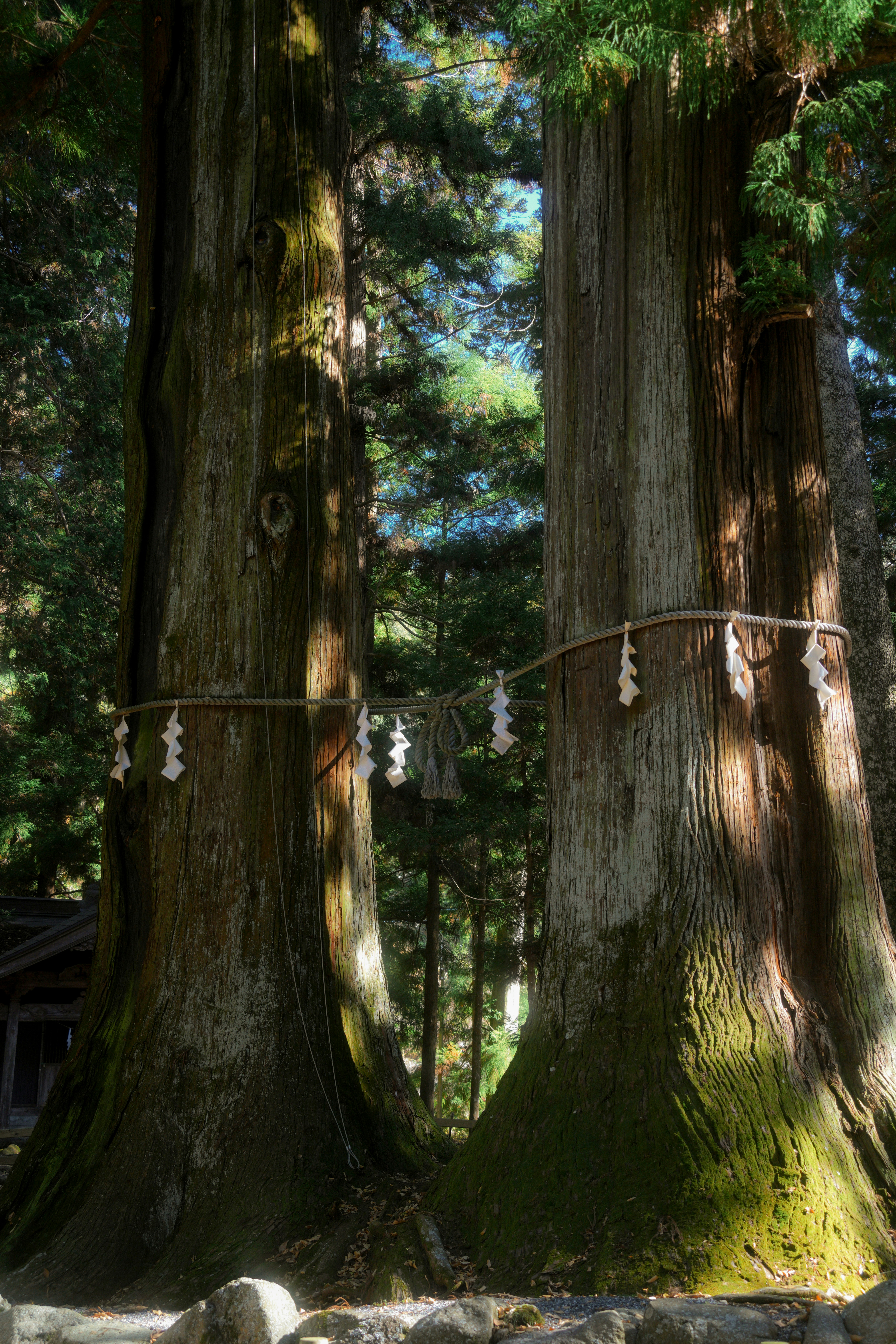 Two ancient trees tied together with rope