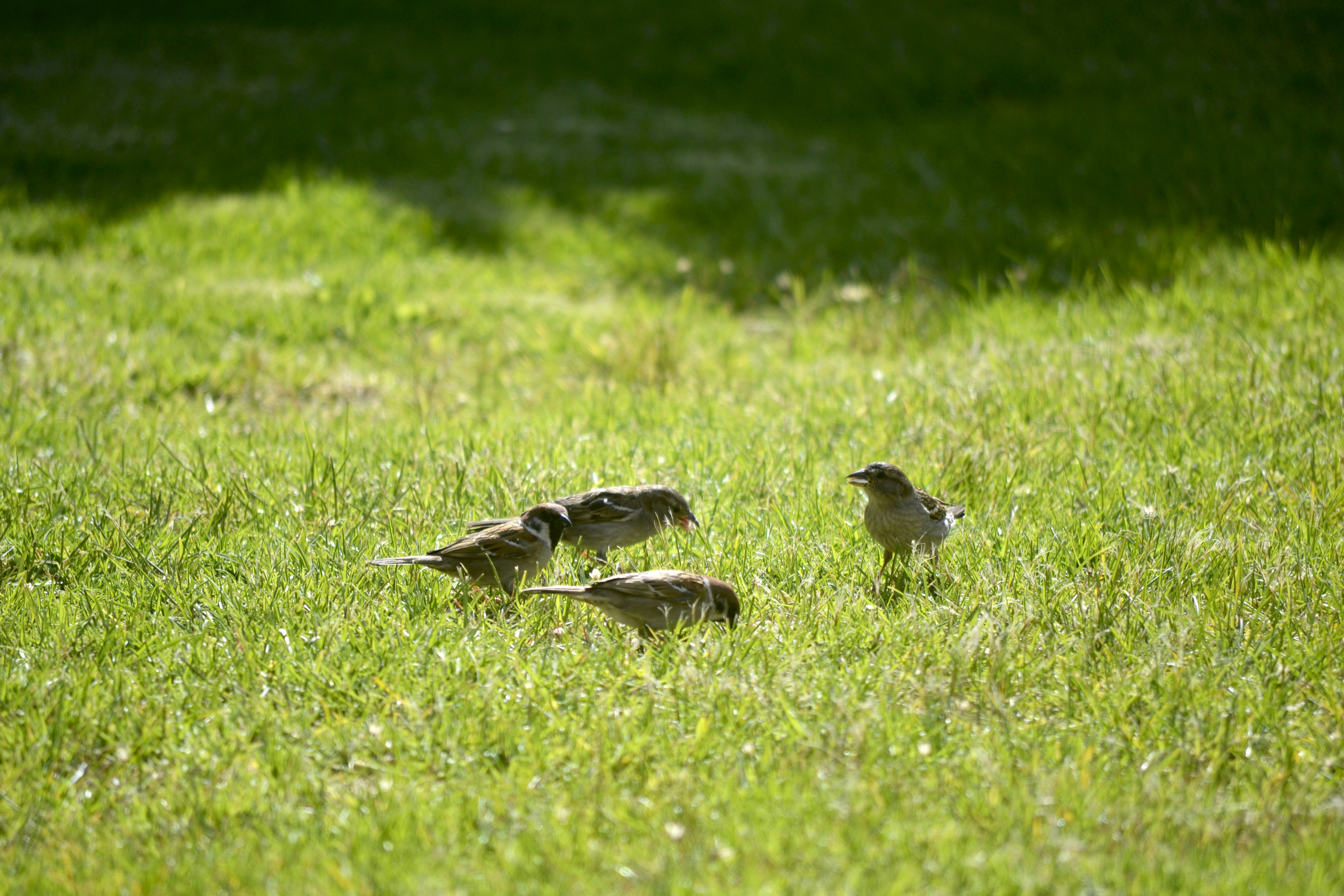 Four small birds foraging in green grass