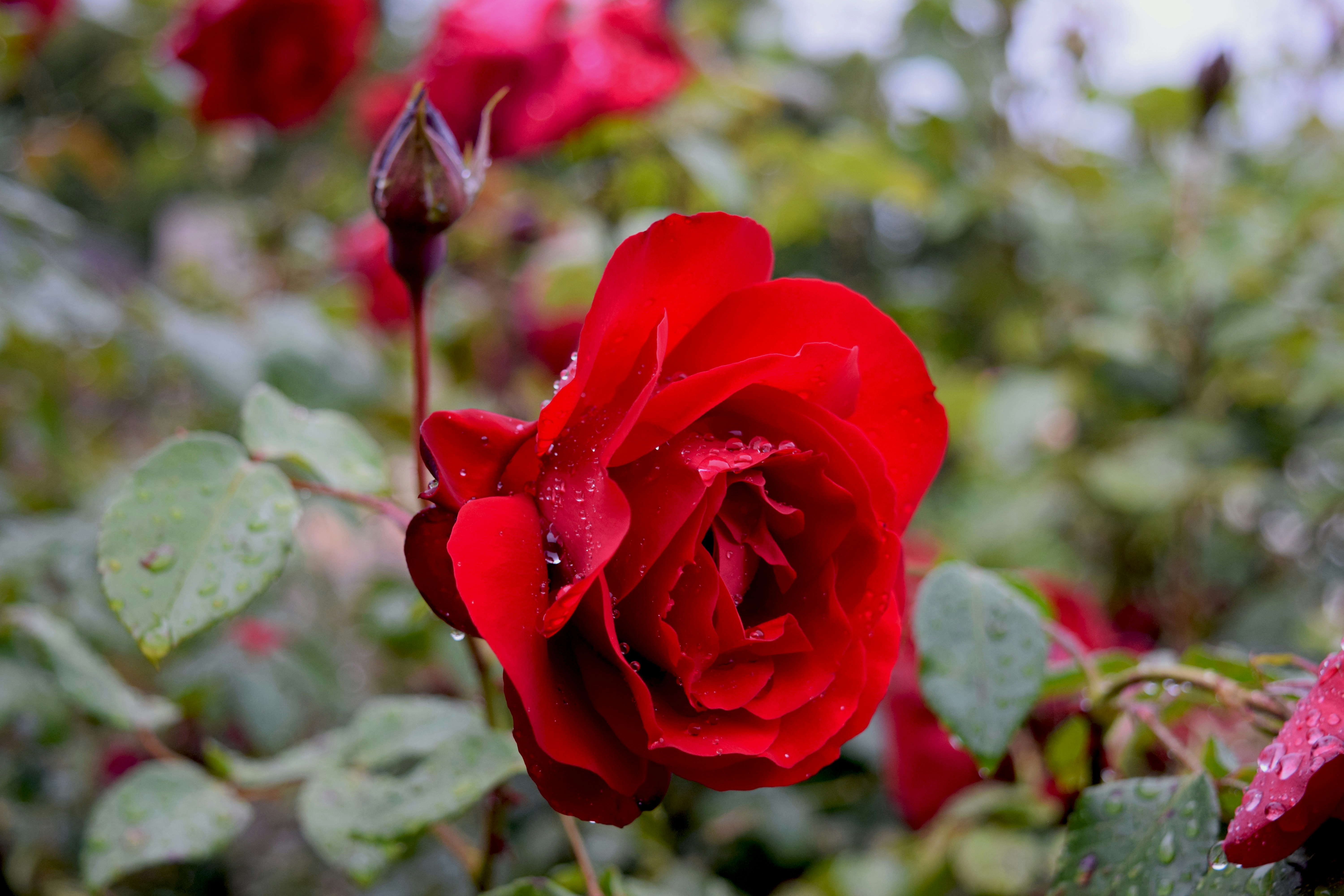 Photo by monica_maree