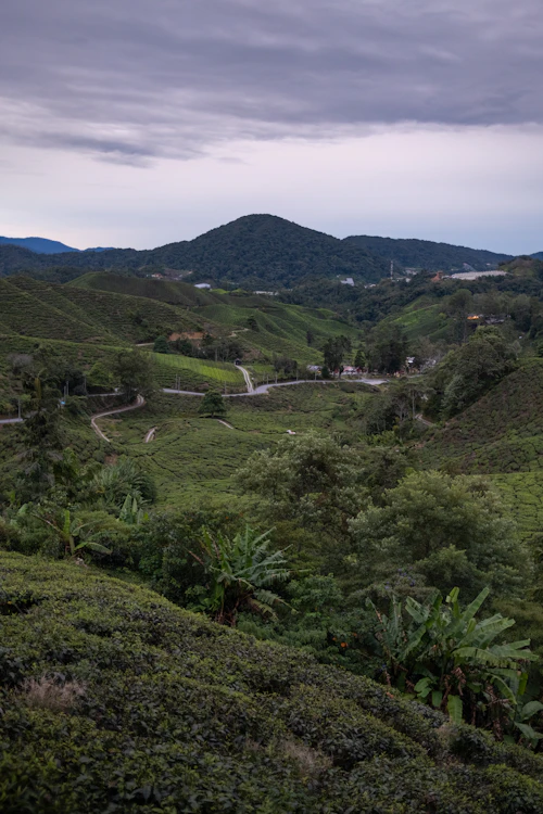 Cameron Highlands — Tea & Nature 2