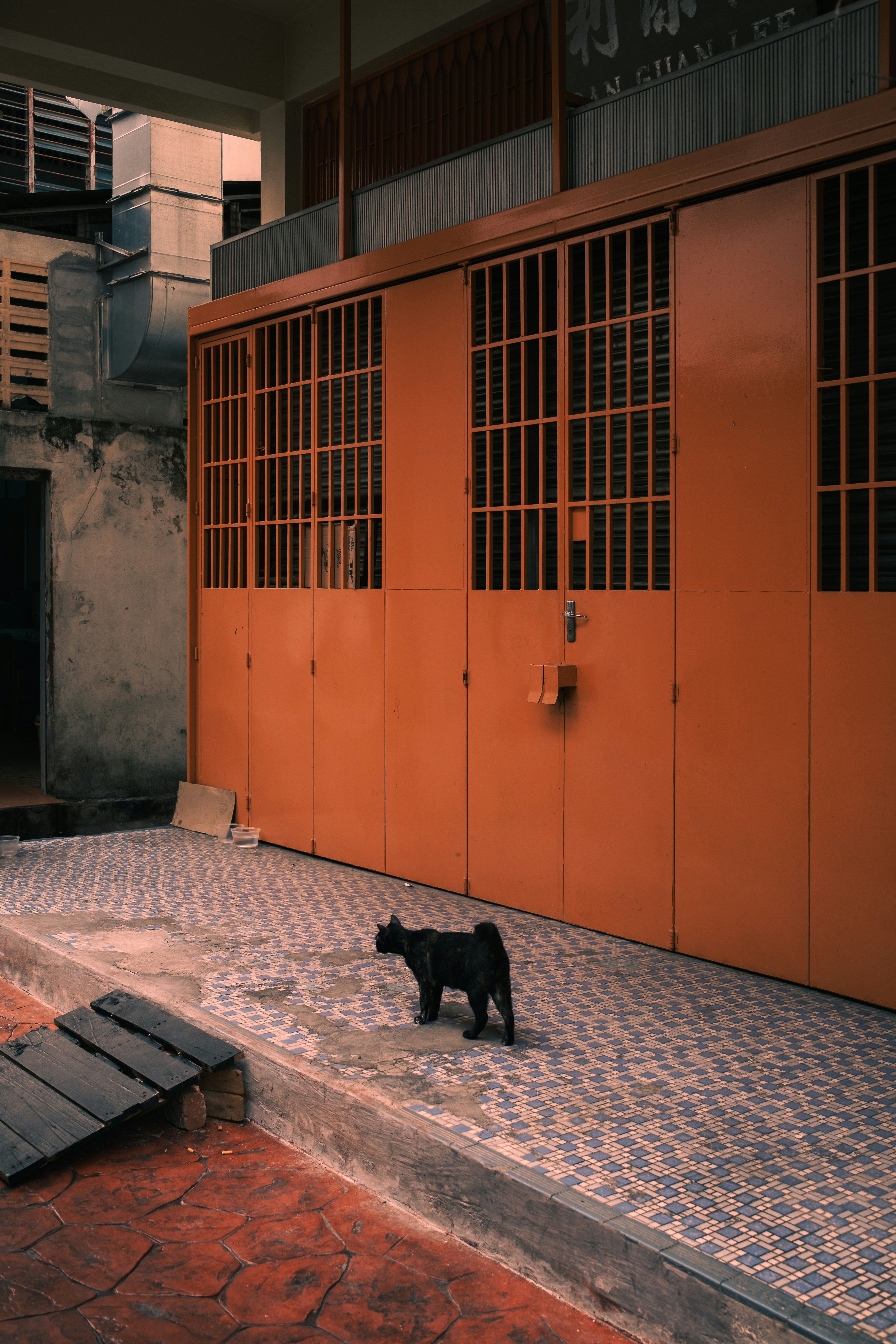 Black cat stands before orange garage doors