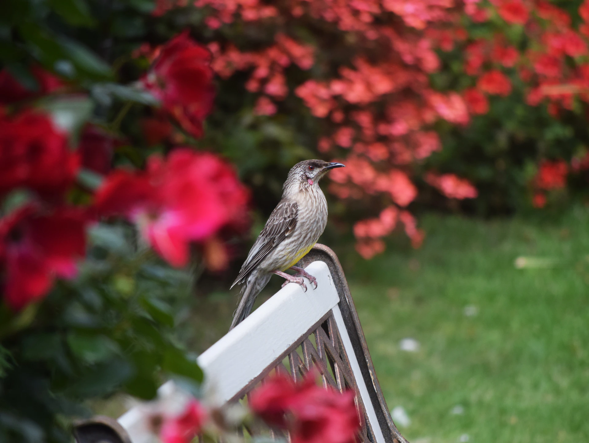 A bird rests on a white bench with red flowers.