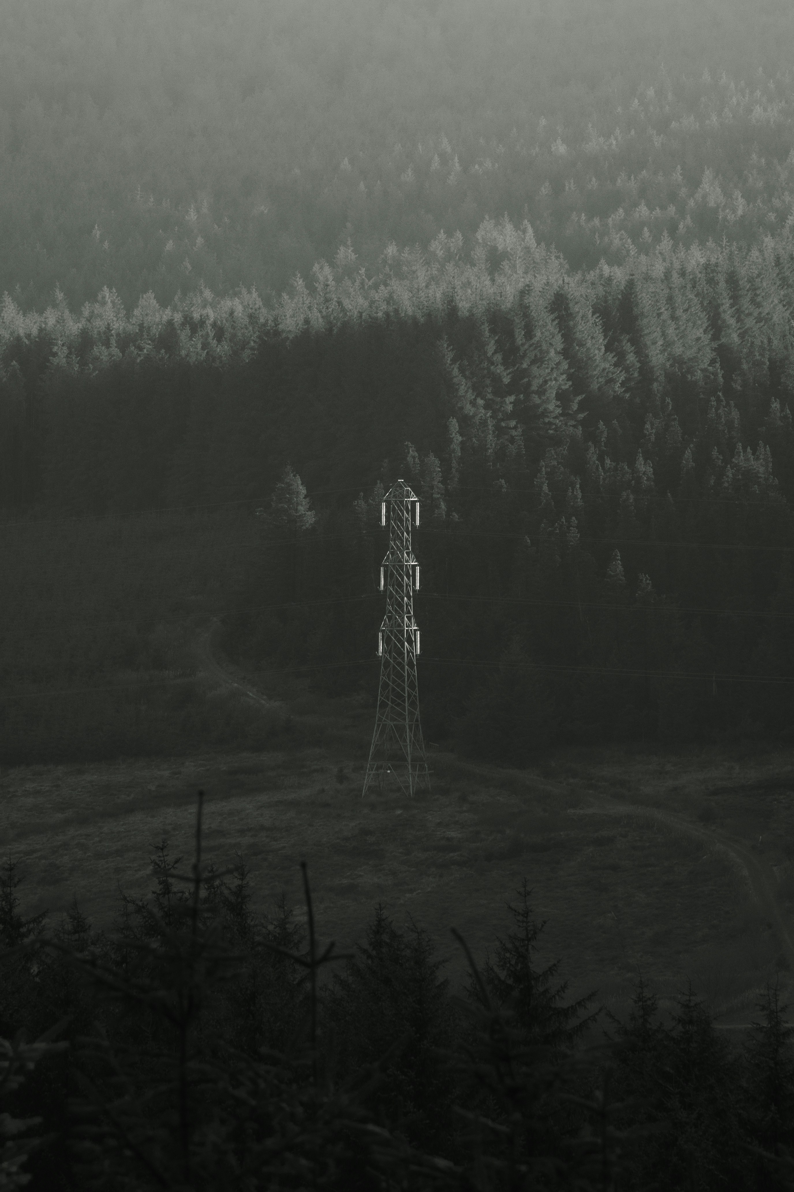 Cell tower stands tall in a misty forest landscape.