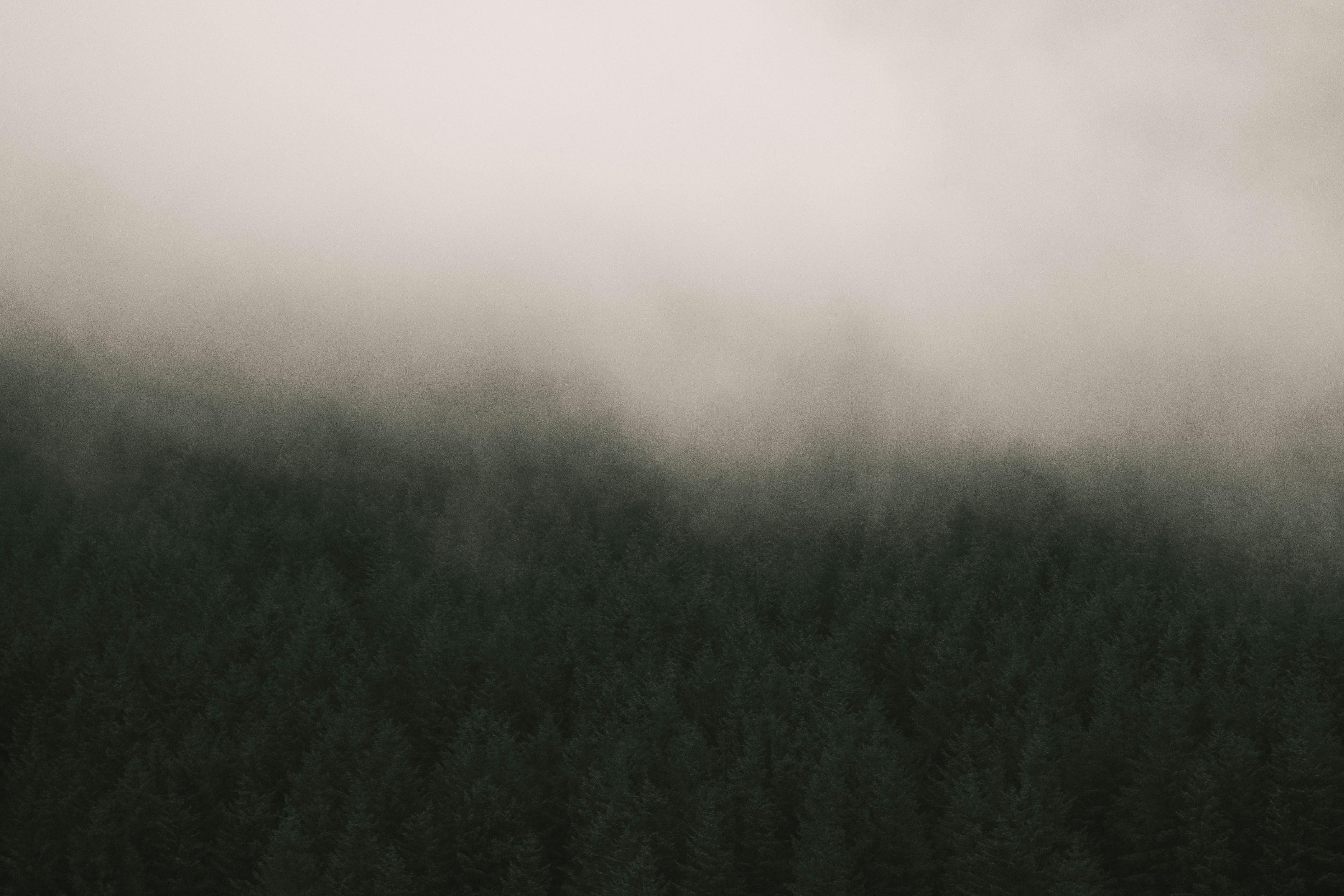 Misty forest canopy with blurred trees