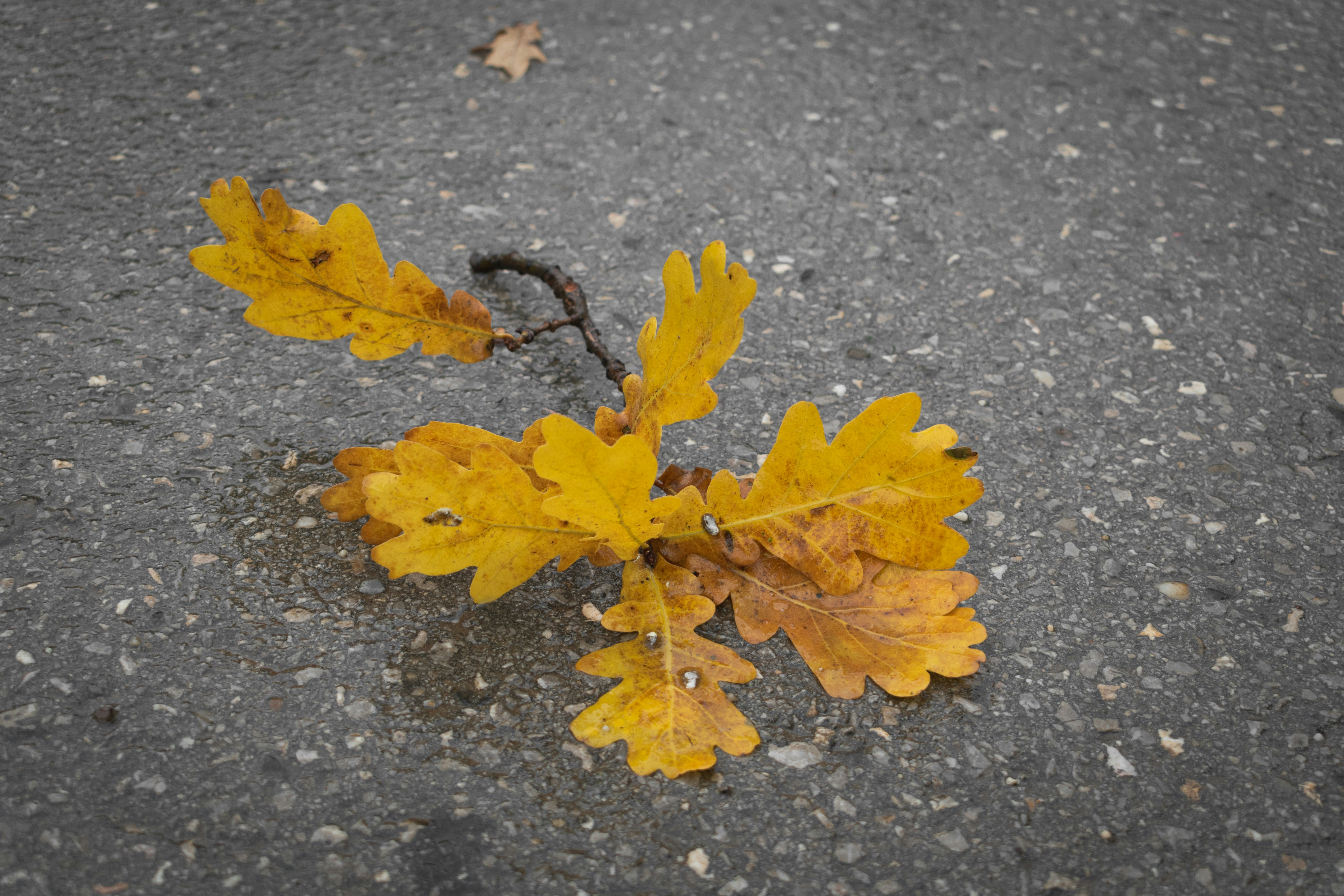 Autumn oak leaves on wet asphalt