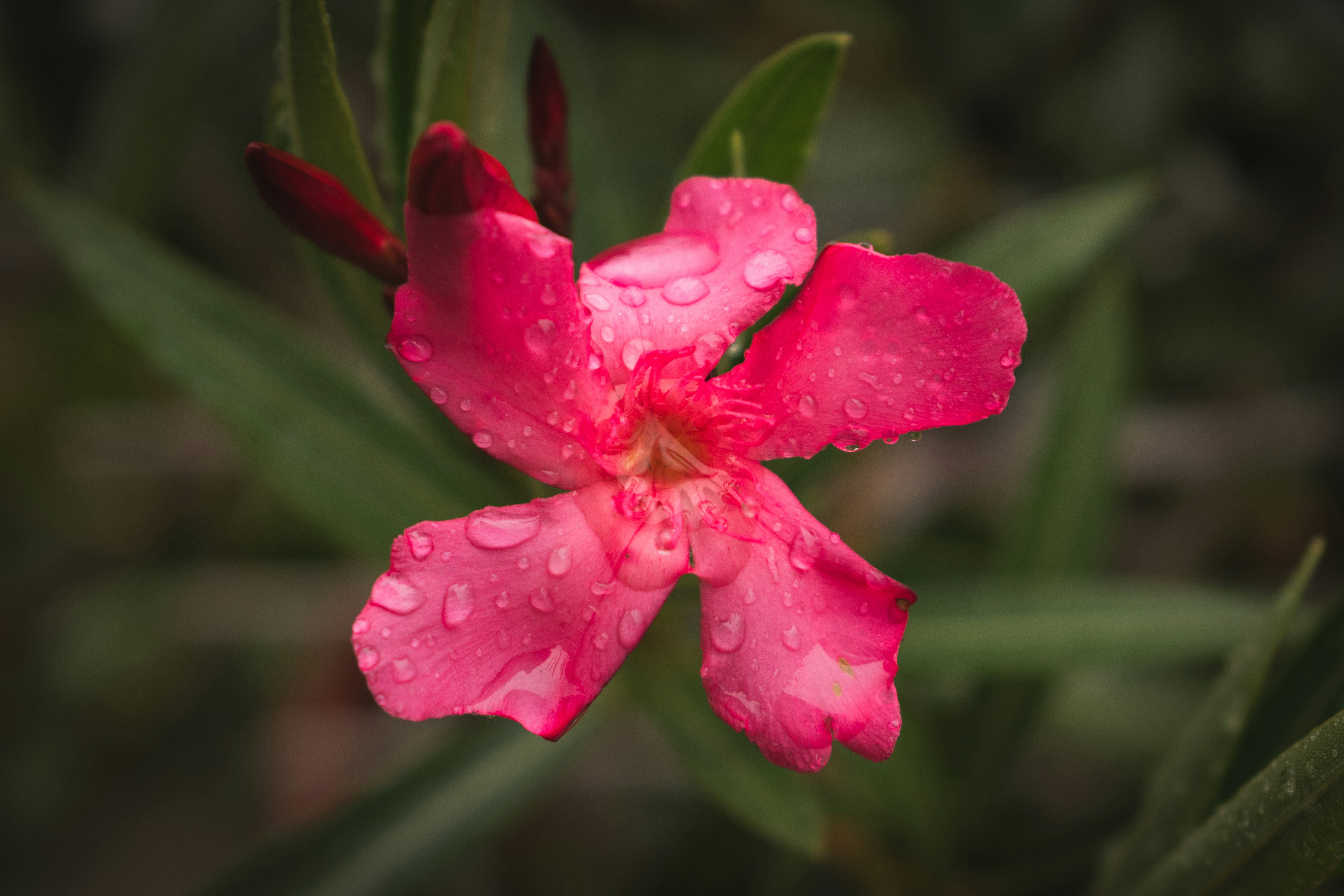 A wet pink flower with green leaves