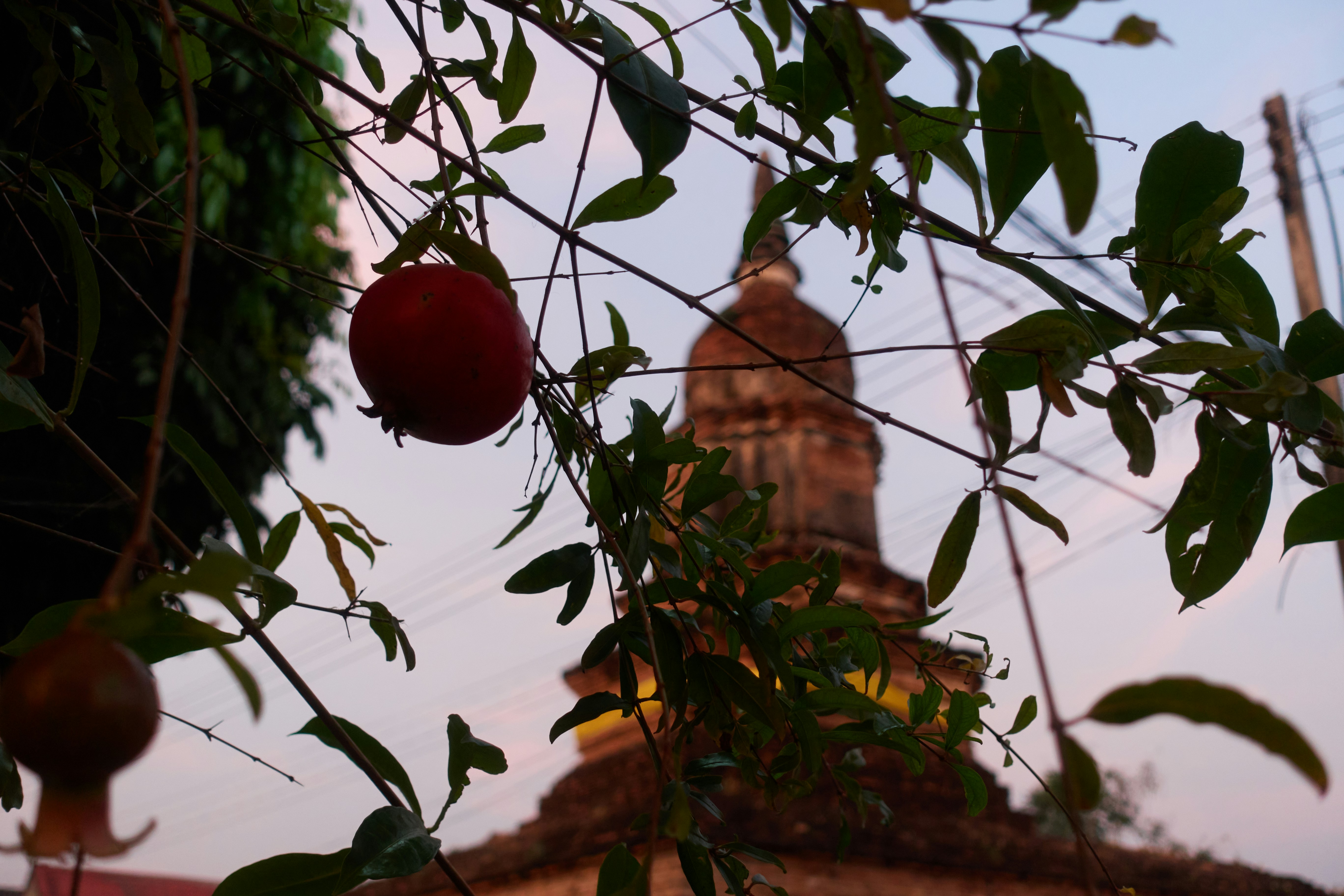 Pomegranates hang on a tree with temple in background.