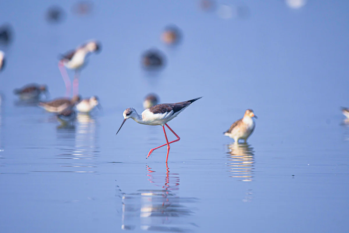 Sultanpur Bird Sanctuary