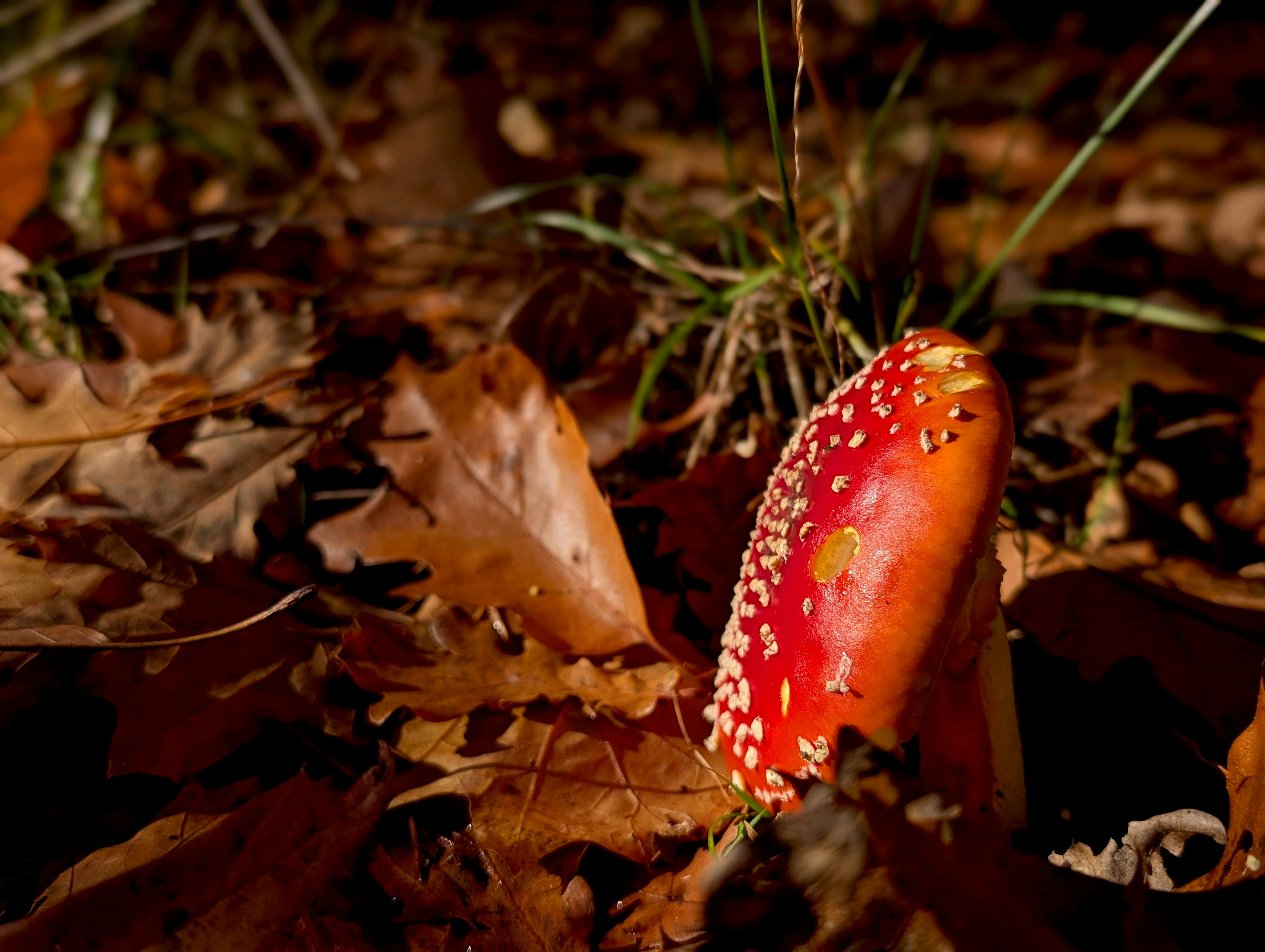 Amanita muscaria mushroom growing in a mossy forest floor setting - amanita mushroom gummies reviews