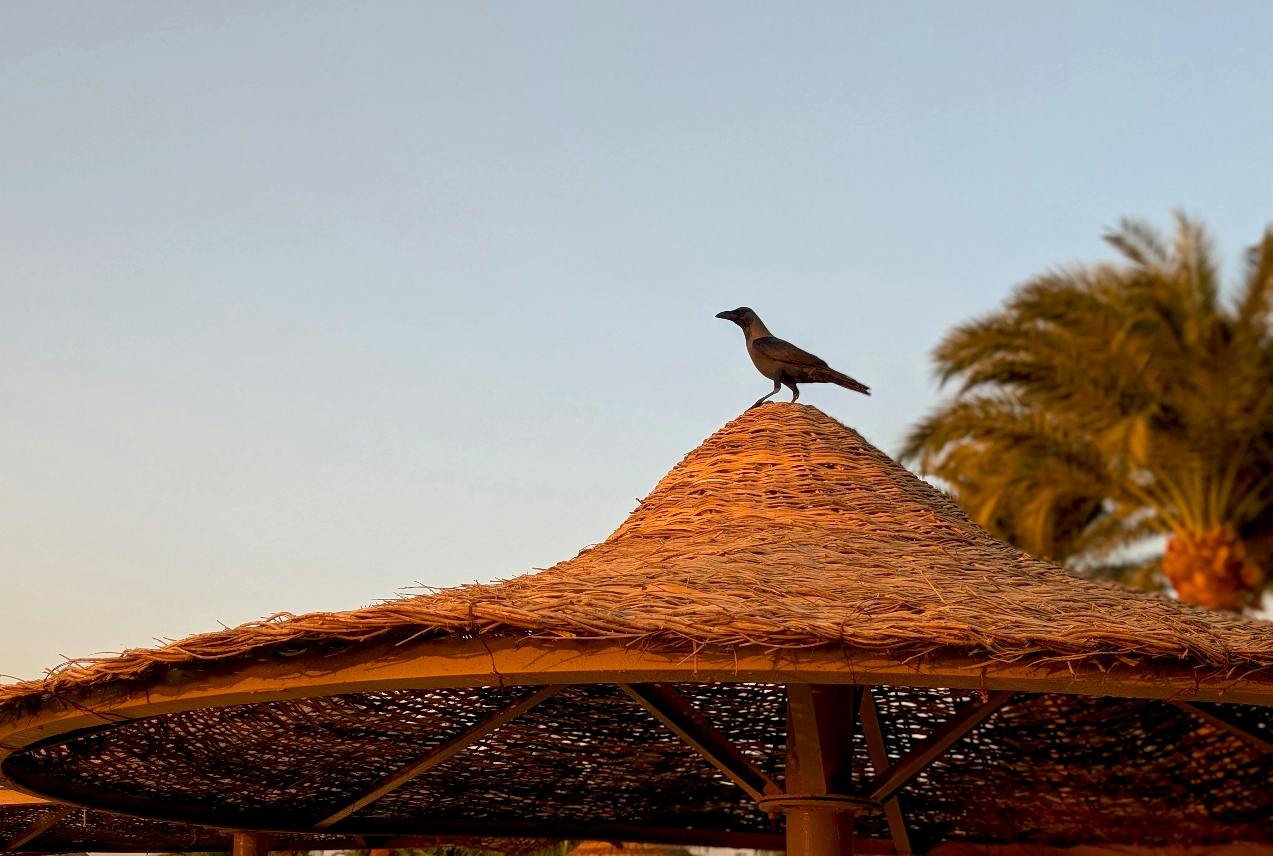 Crow perched on a thatched umbrella at sunset.