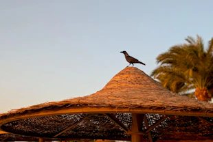 Crow perched on a thatched umbrella at sunset.