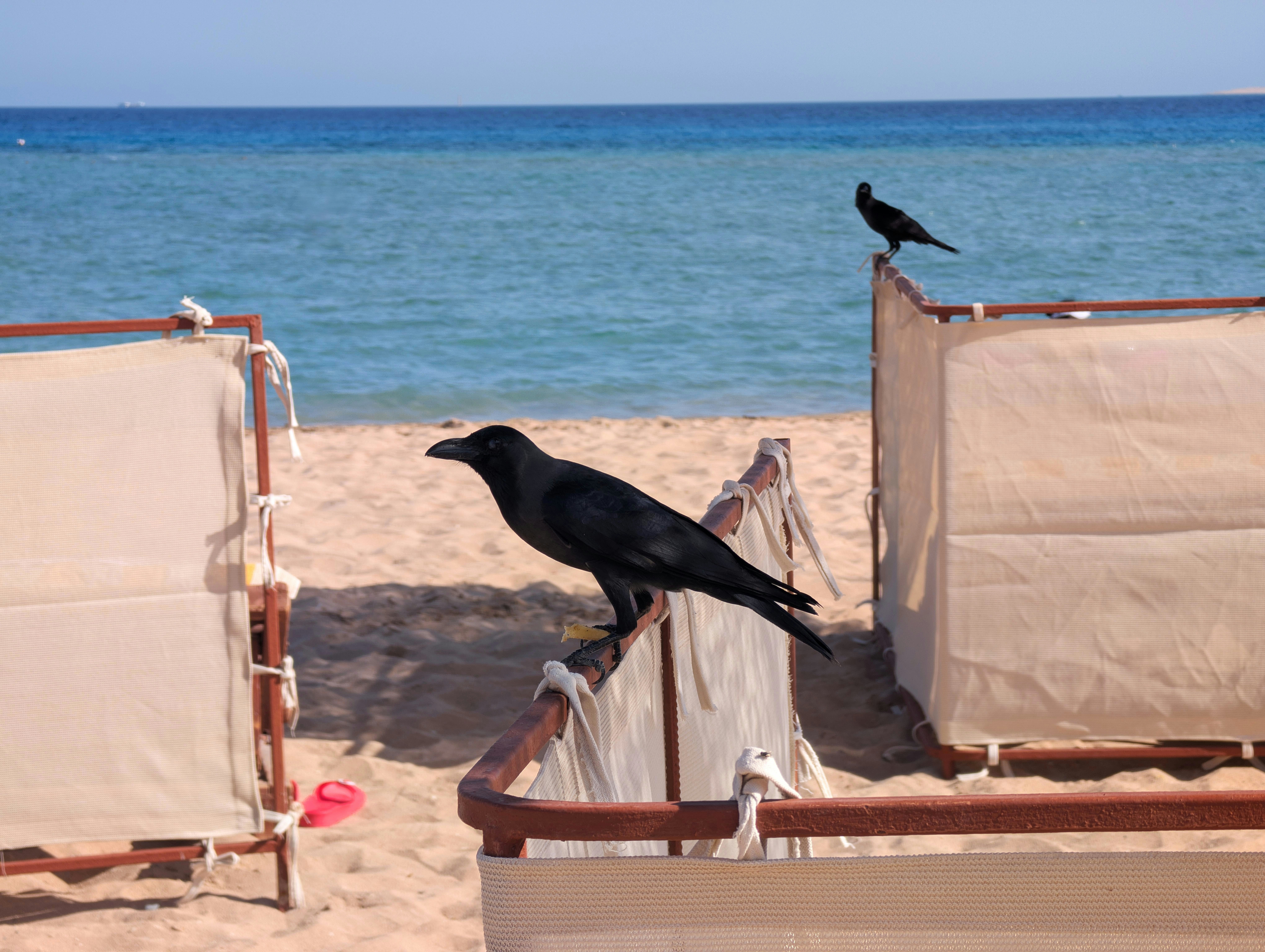 Two crows on a beach near lounge chairs.