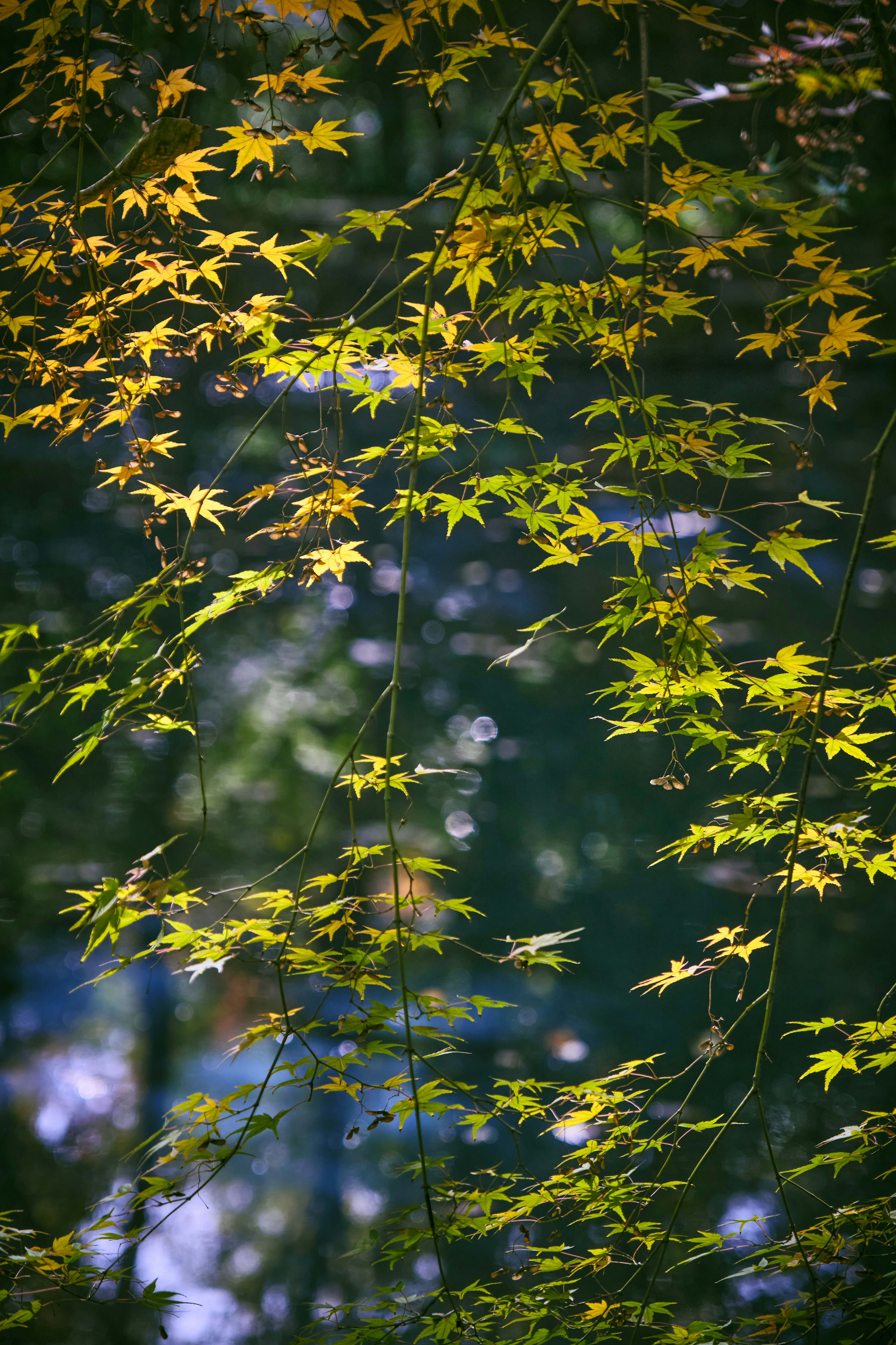Photo by seelean