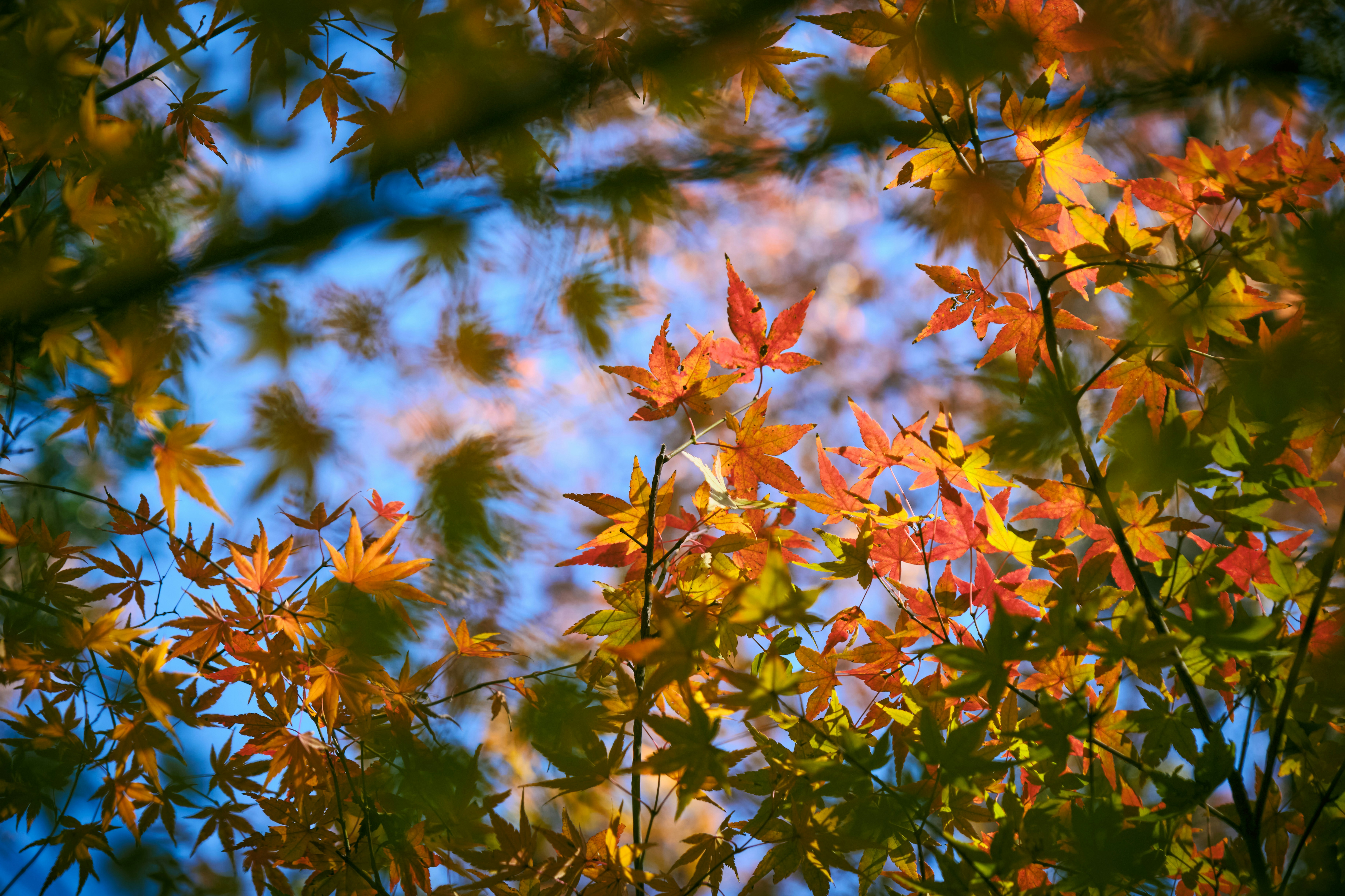 Autumn leaves against a bright blue sky.