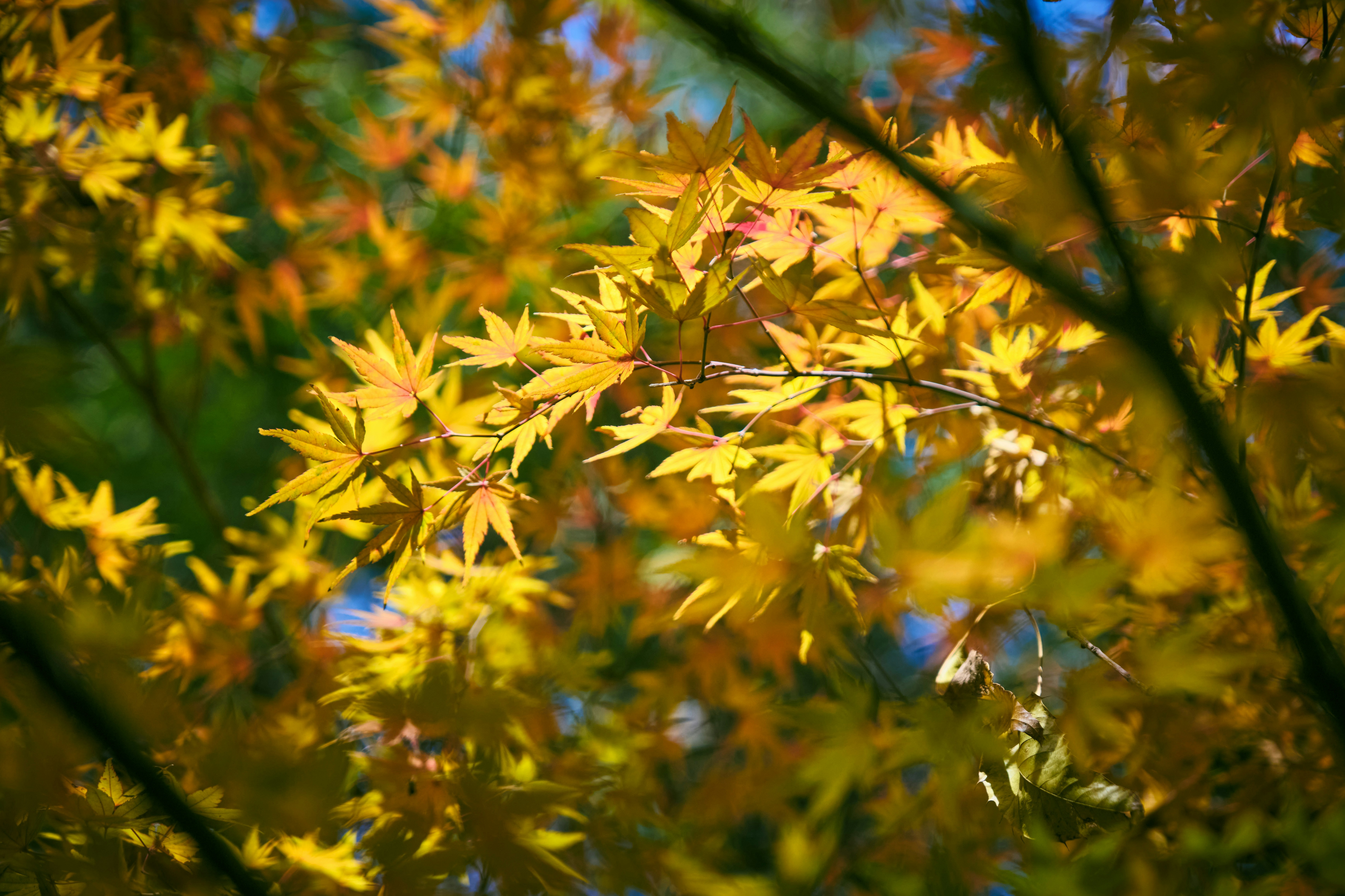 Golden autumn leaves on a tree branch