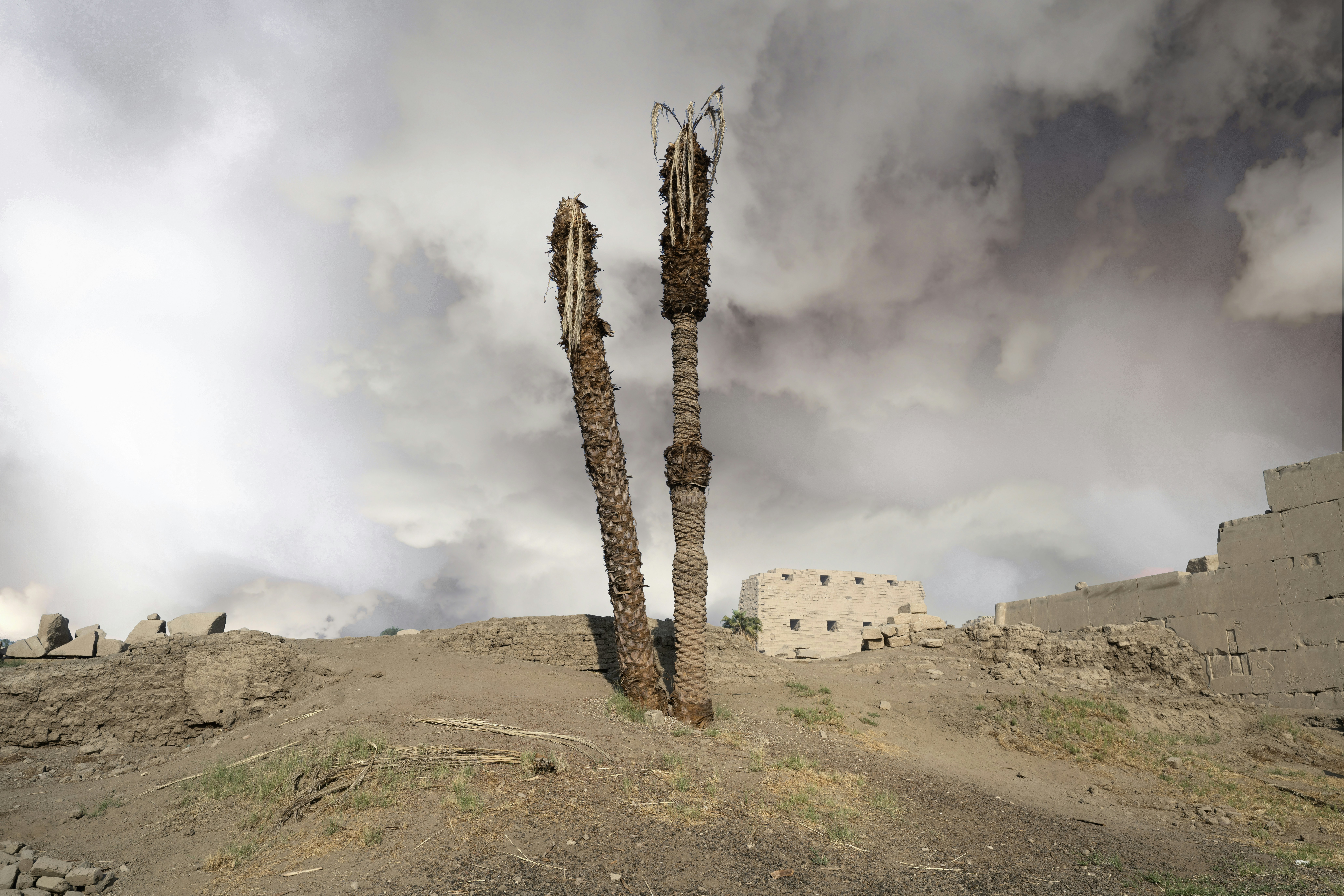 埃っぽい丘の上には二本の枯れたヤシの木が立っている。