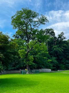 Large tree in a green grassy park with trees.