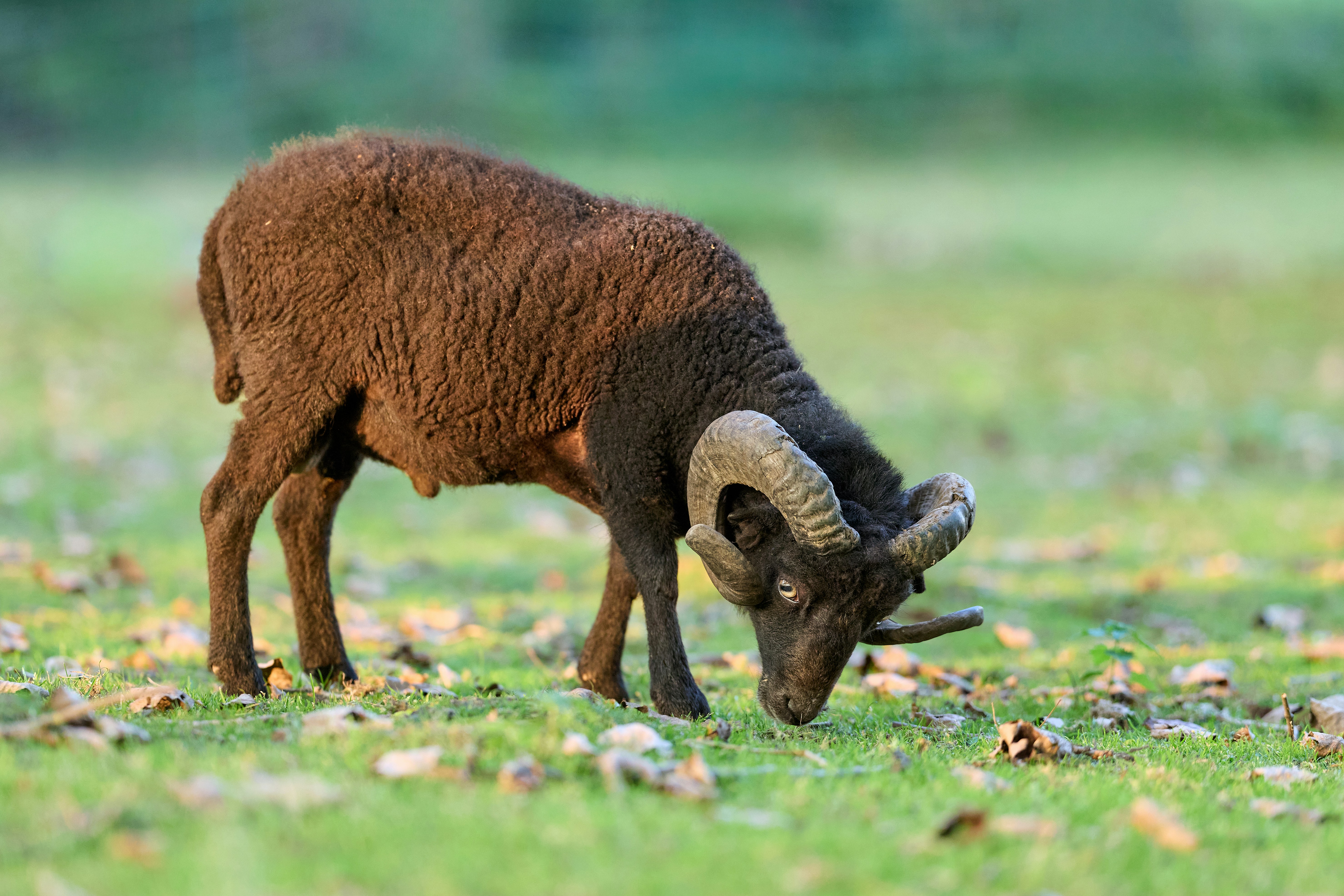 Photo by erwinbosman