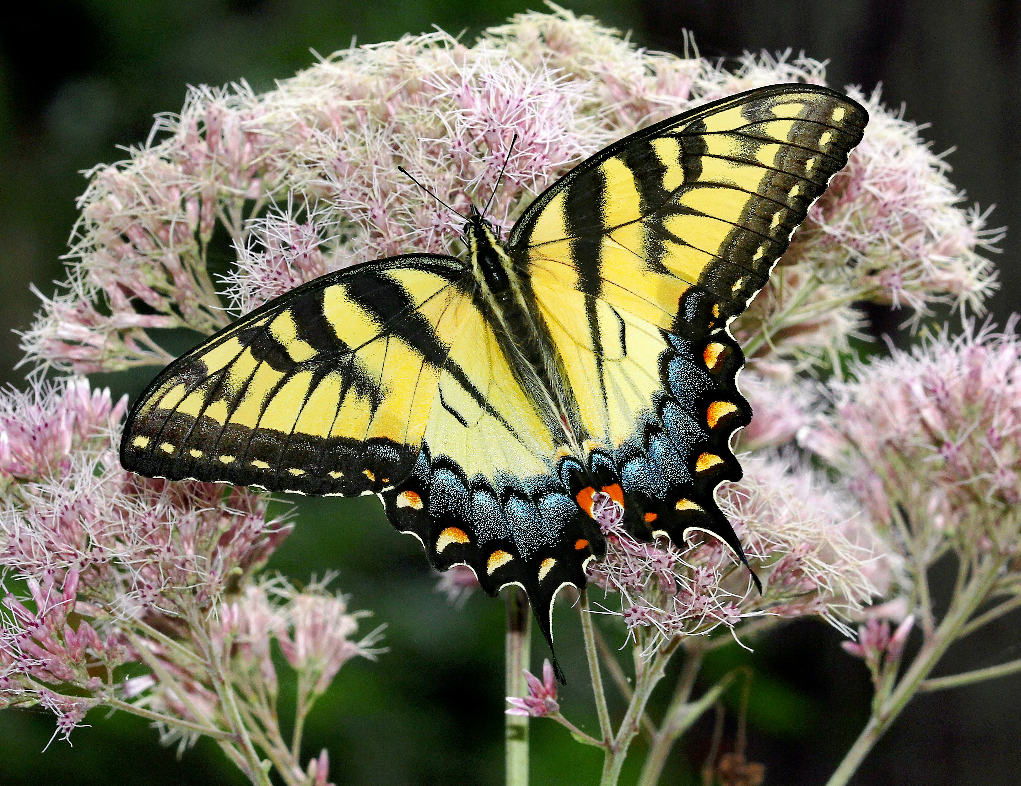 Photo by telliottmbamsc