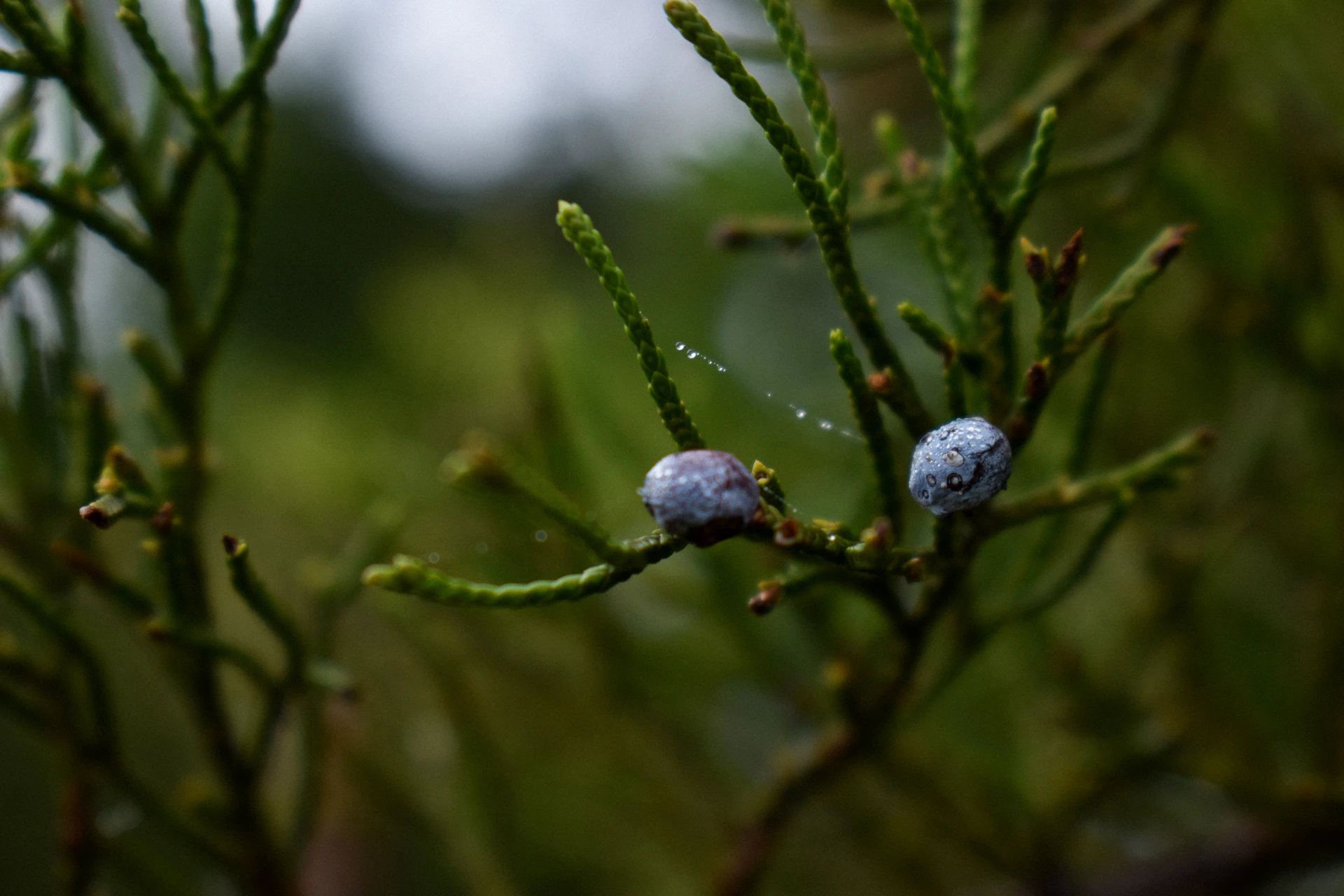 Two small blue berries on a green evergreen branch.