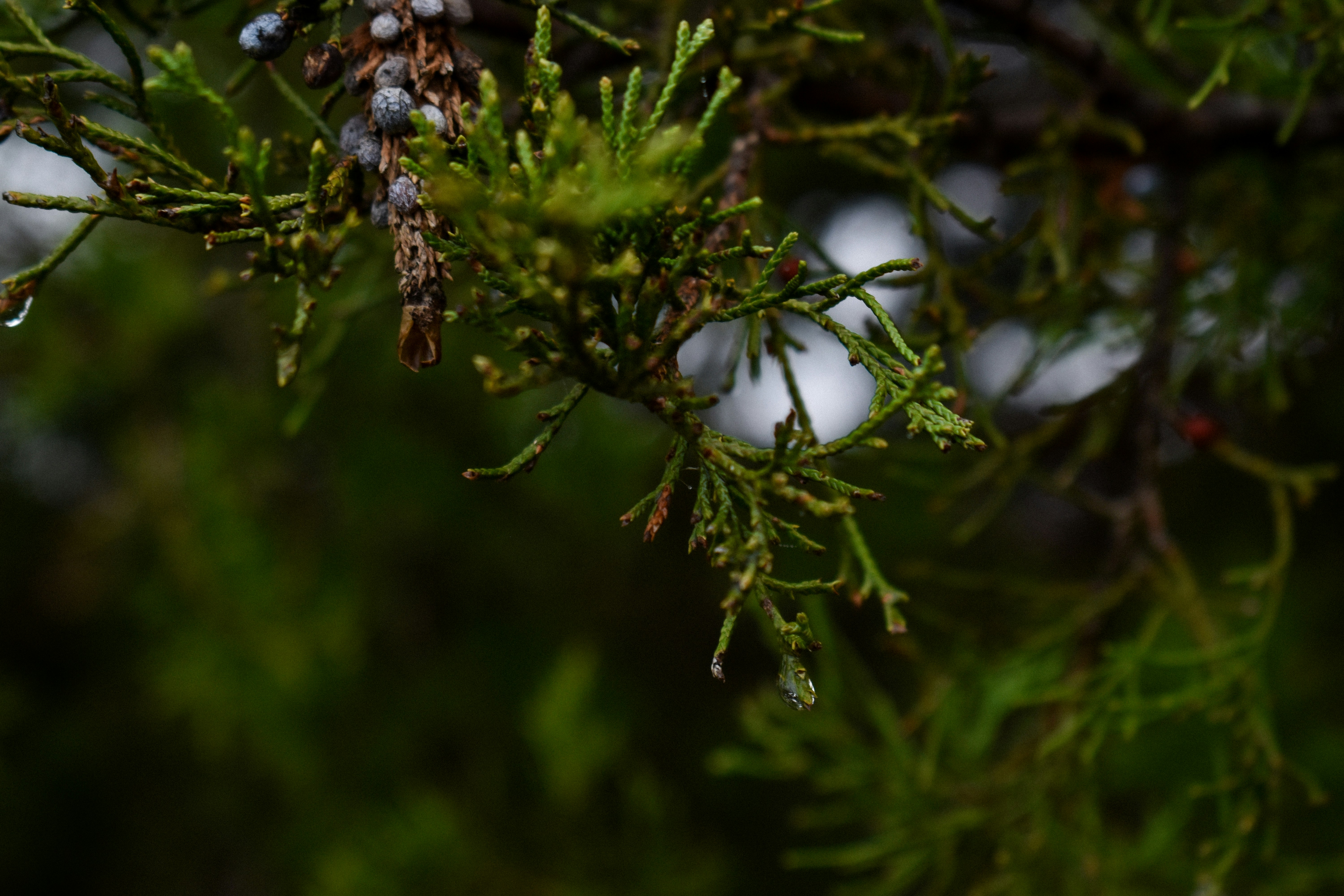 Photo by ssdesignandphotography_