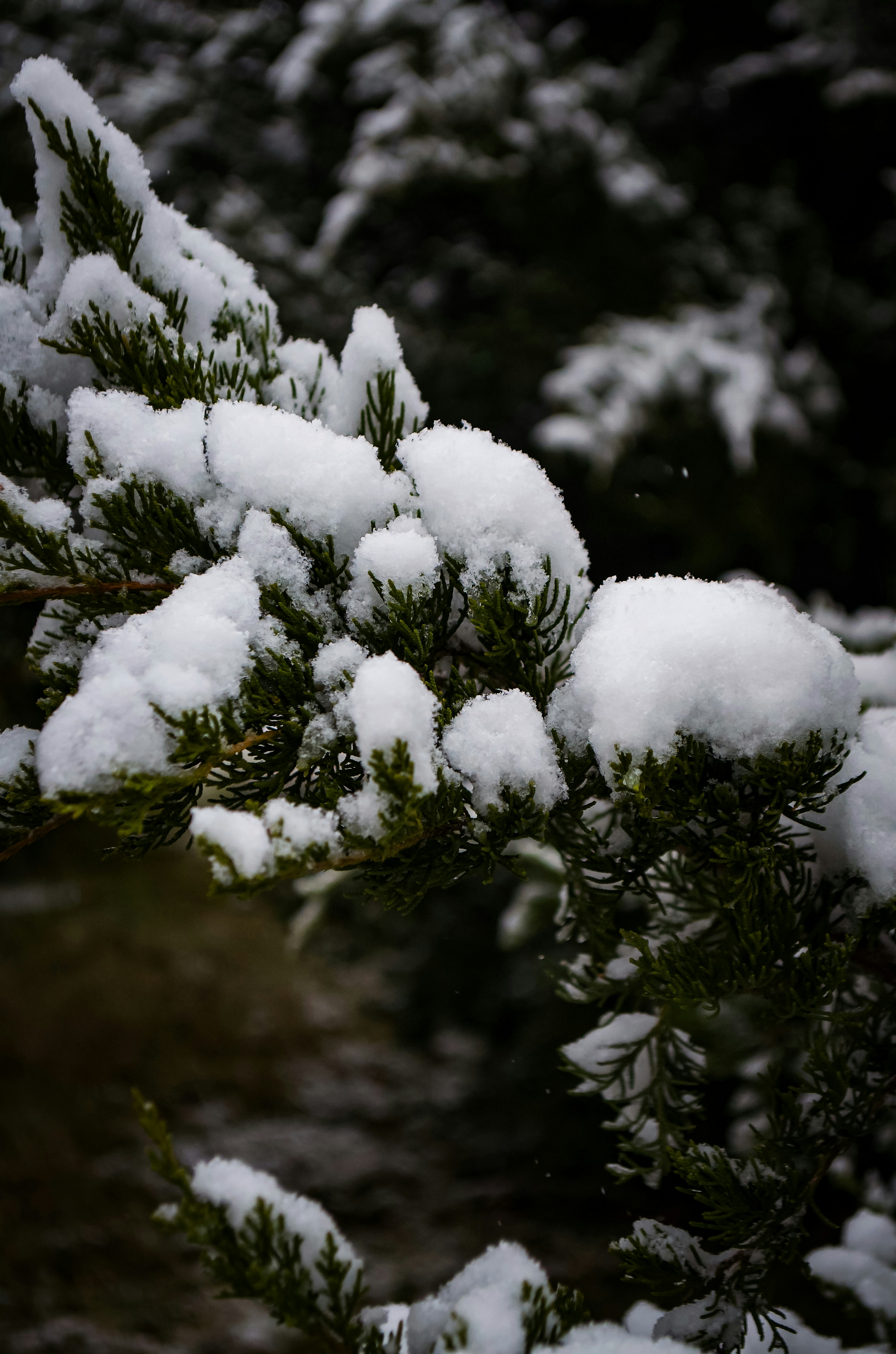 Photo by ssdesignandphotography_