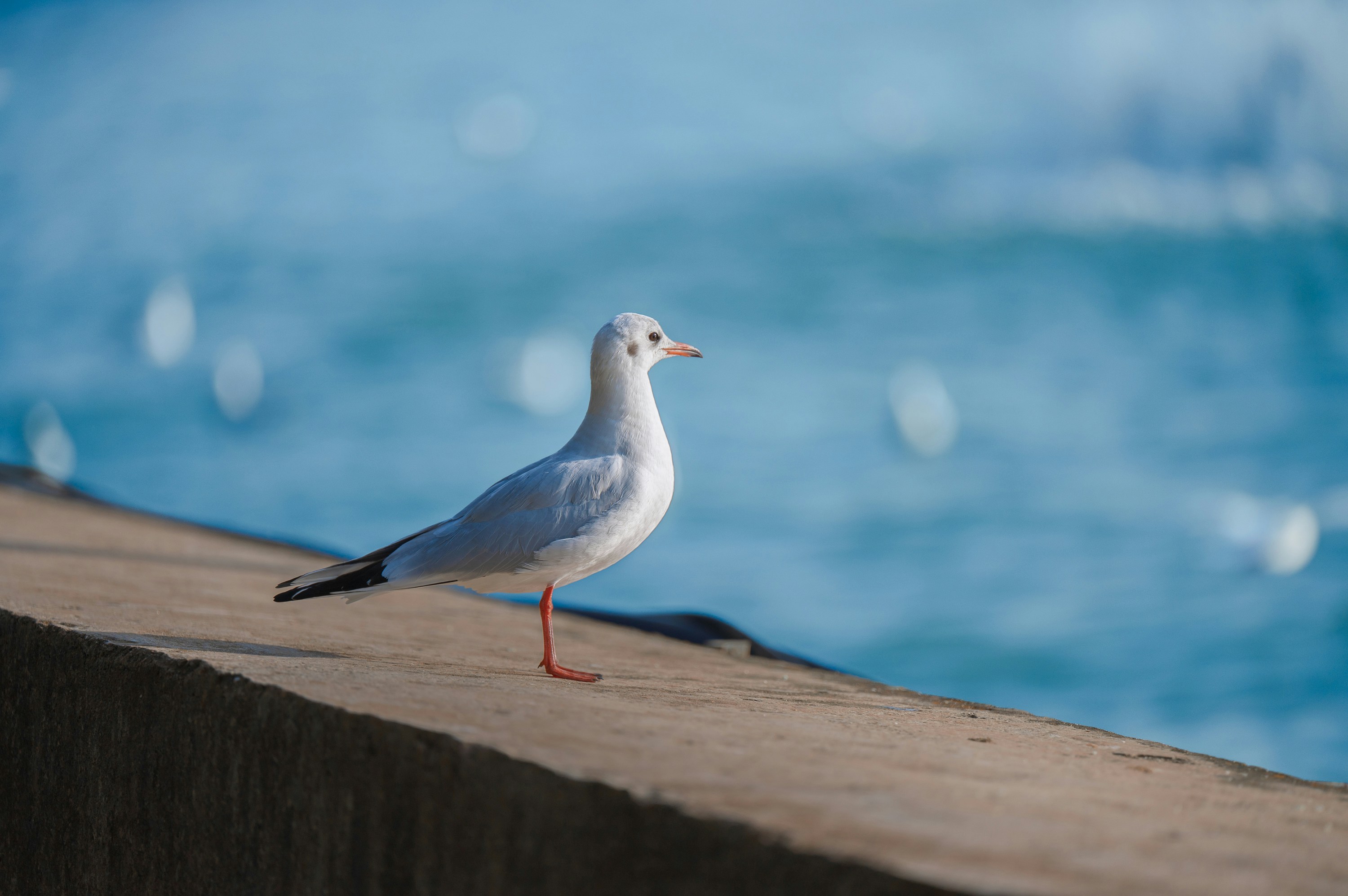 Photo by vincent_tint